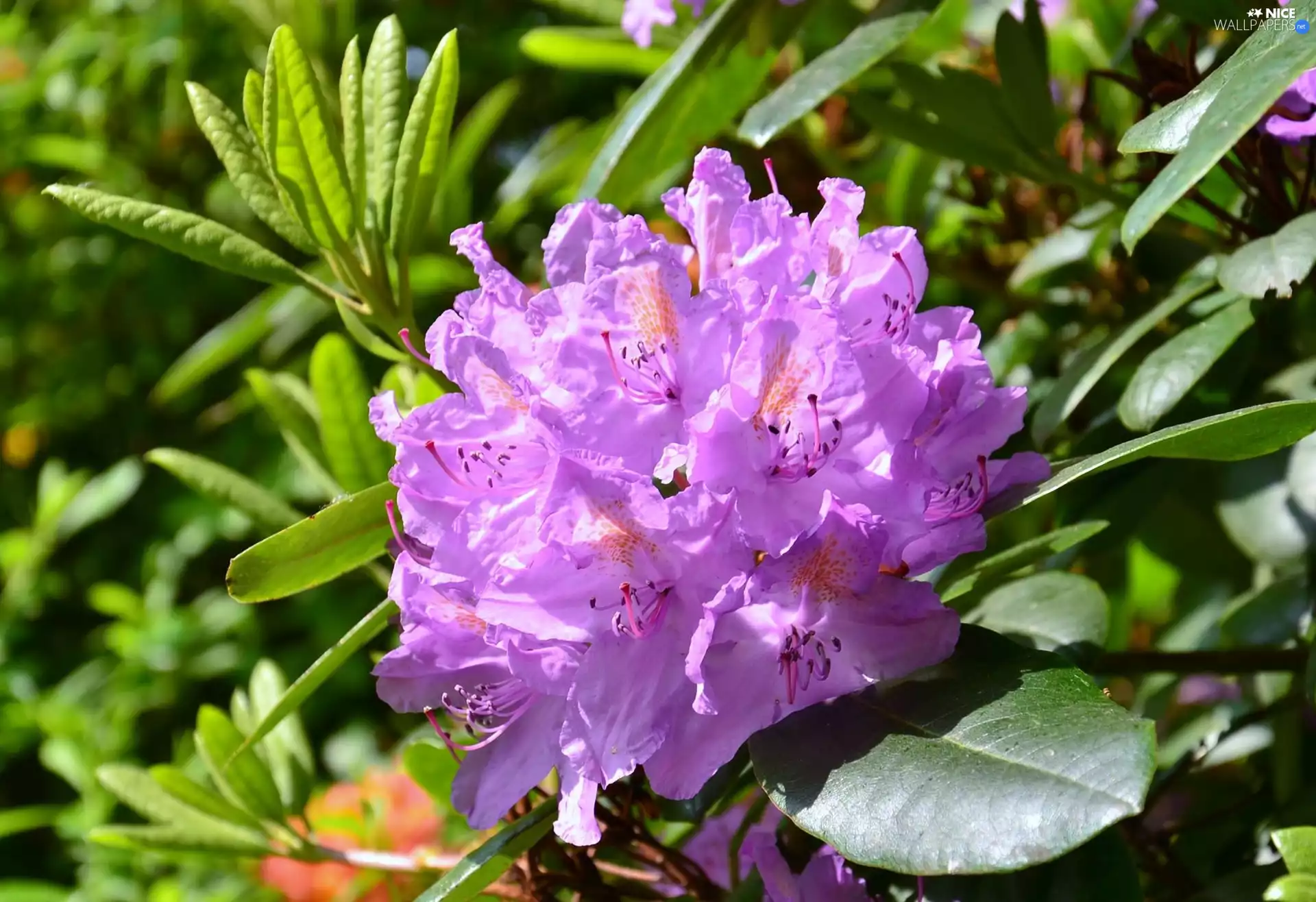 Violet, Colourfull Flowers