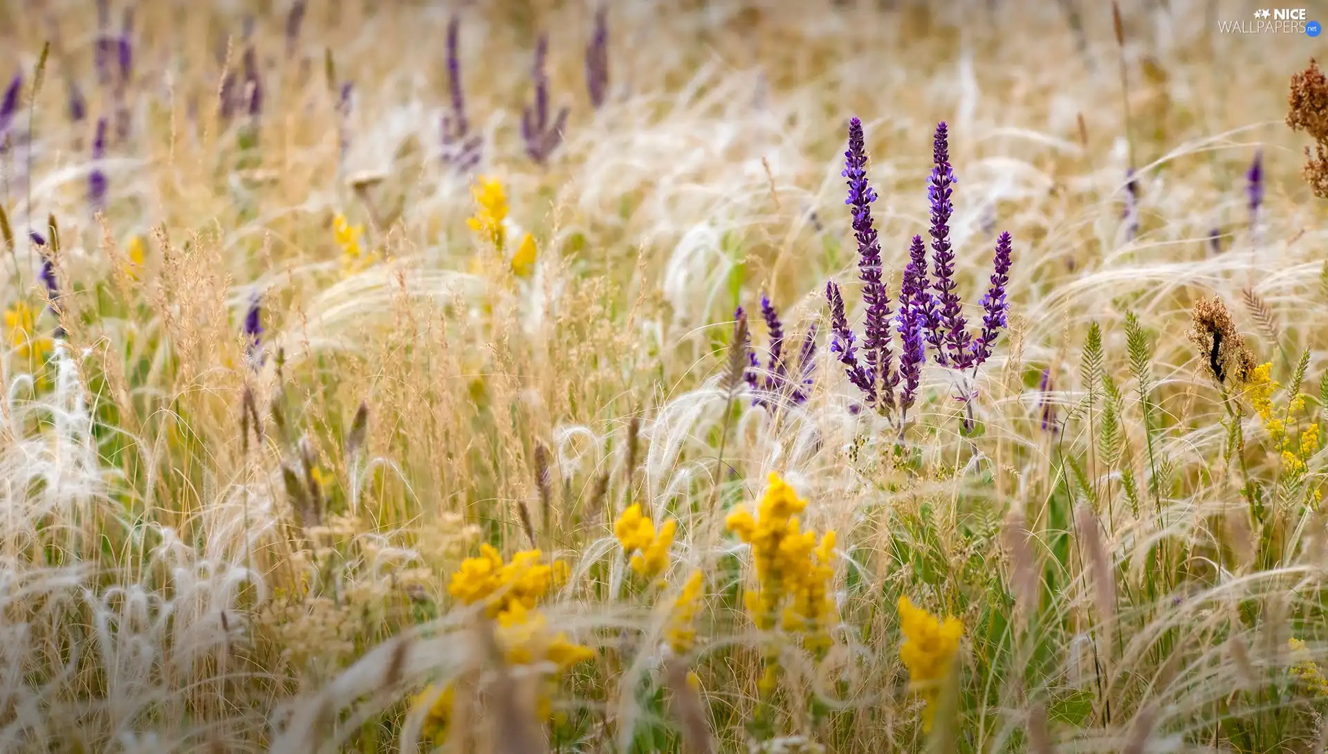 Flowers, lavender, grass, Violet