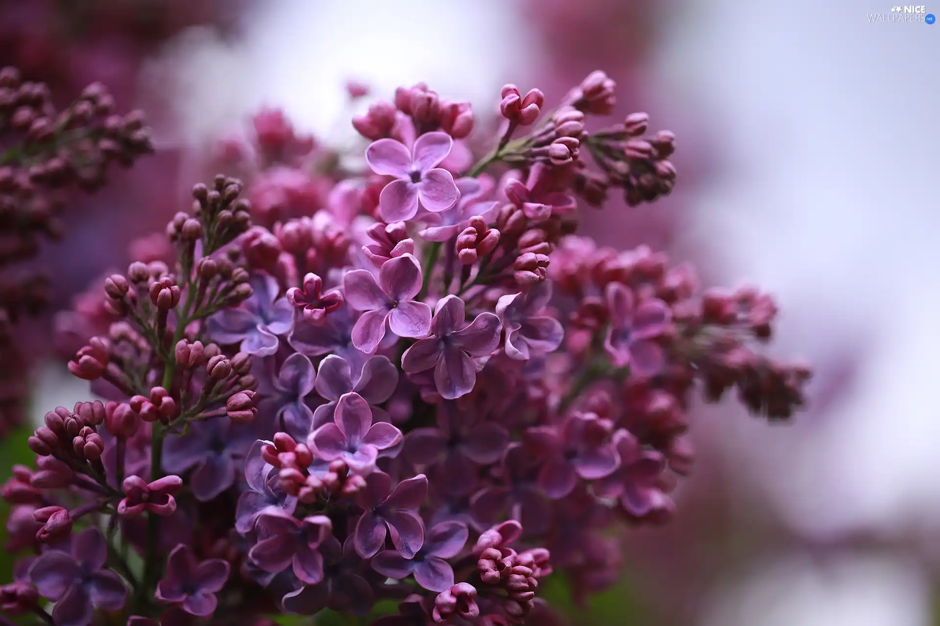 Violet, without, Flowers