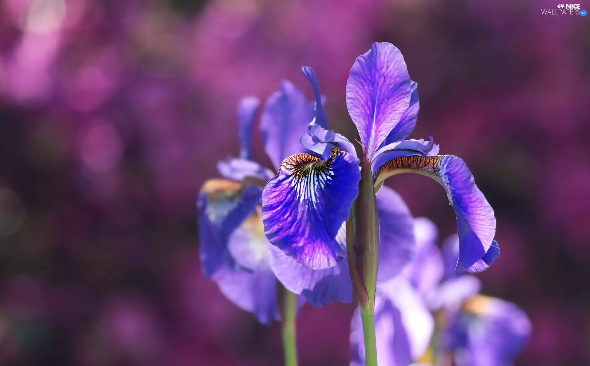 iris, Colourfull Flowers, Violet