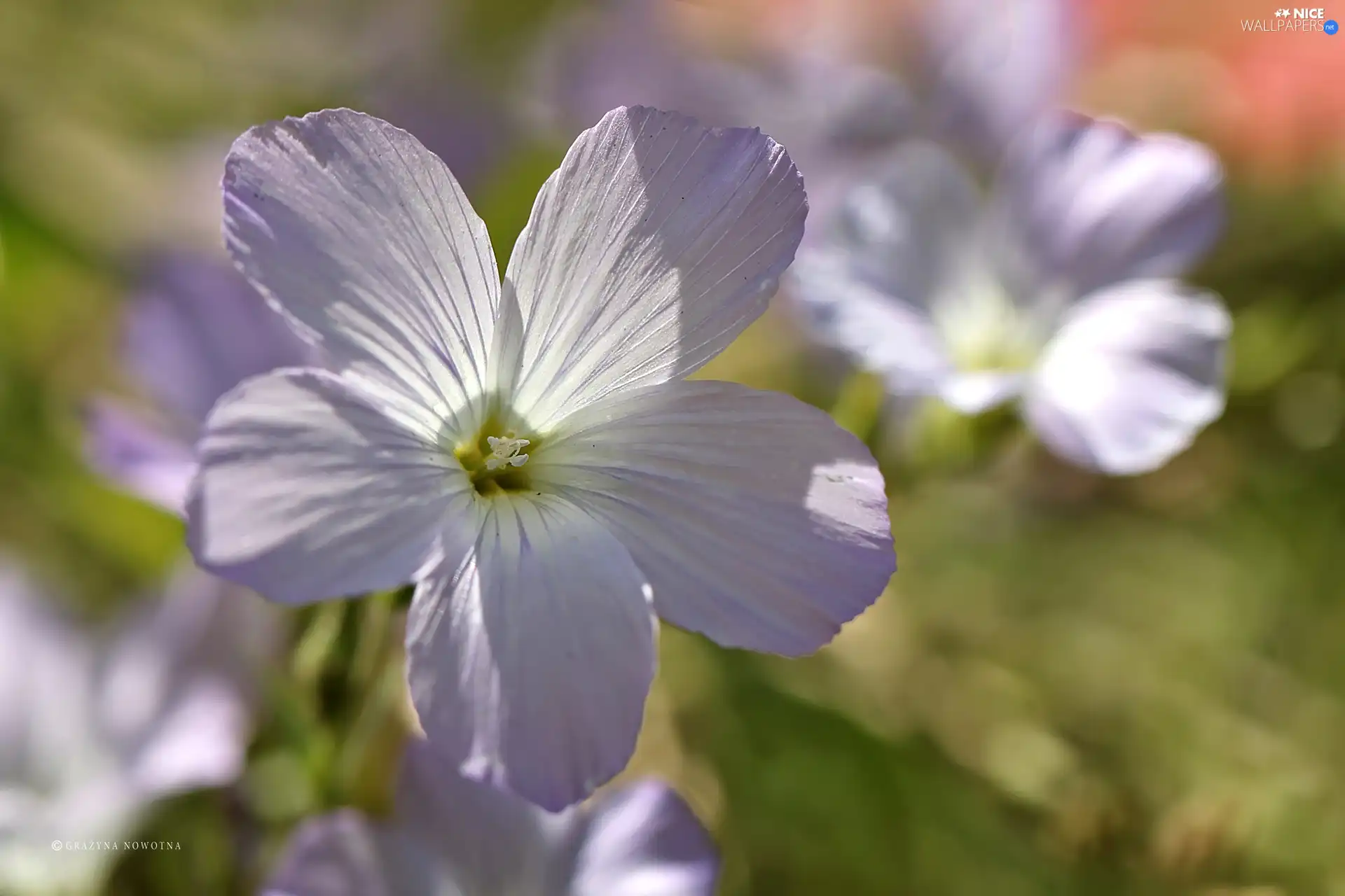 Colourfull Flowers, Linum Hirsutum, Violet