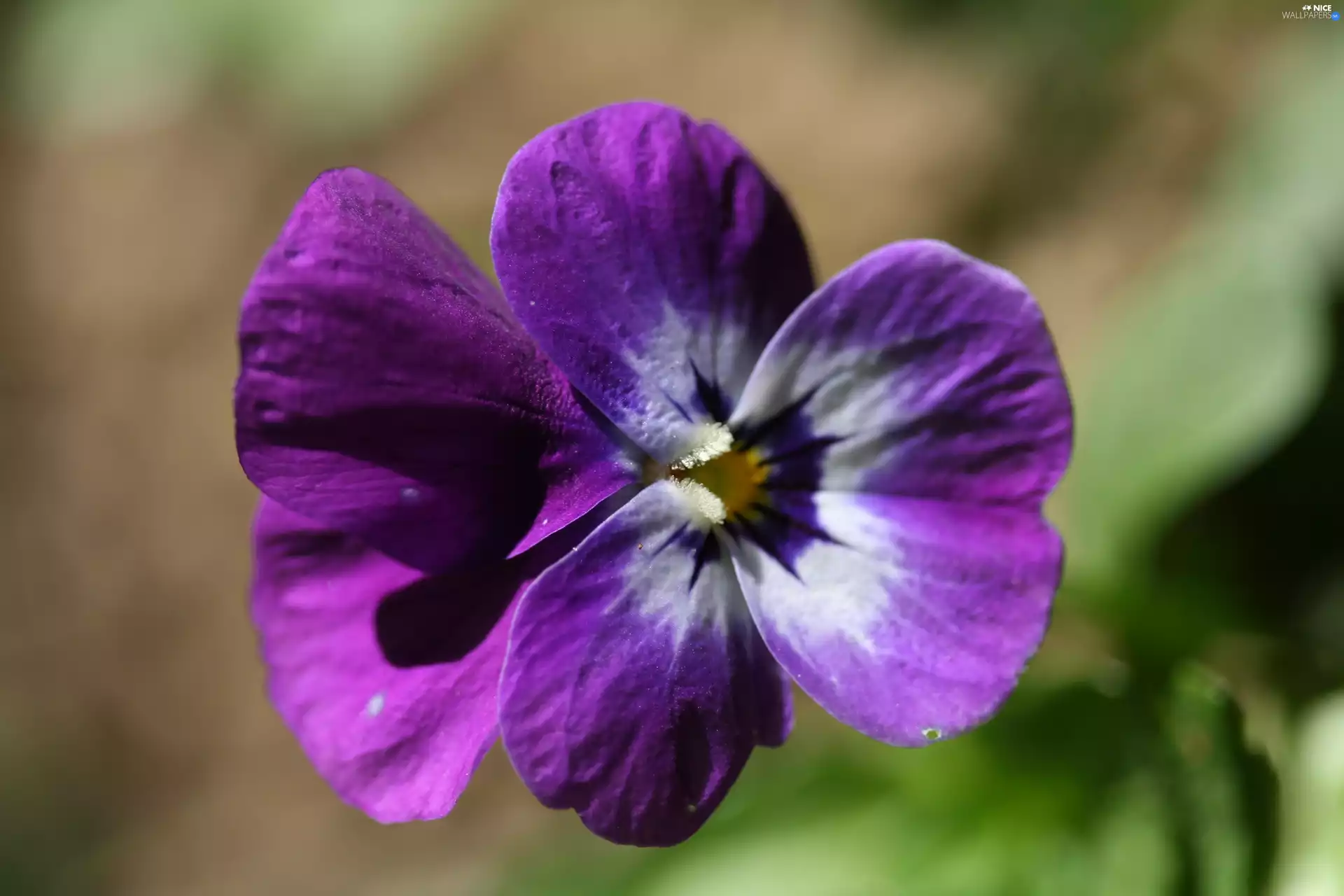 Violet, pansy