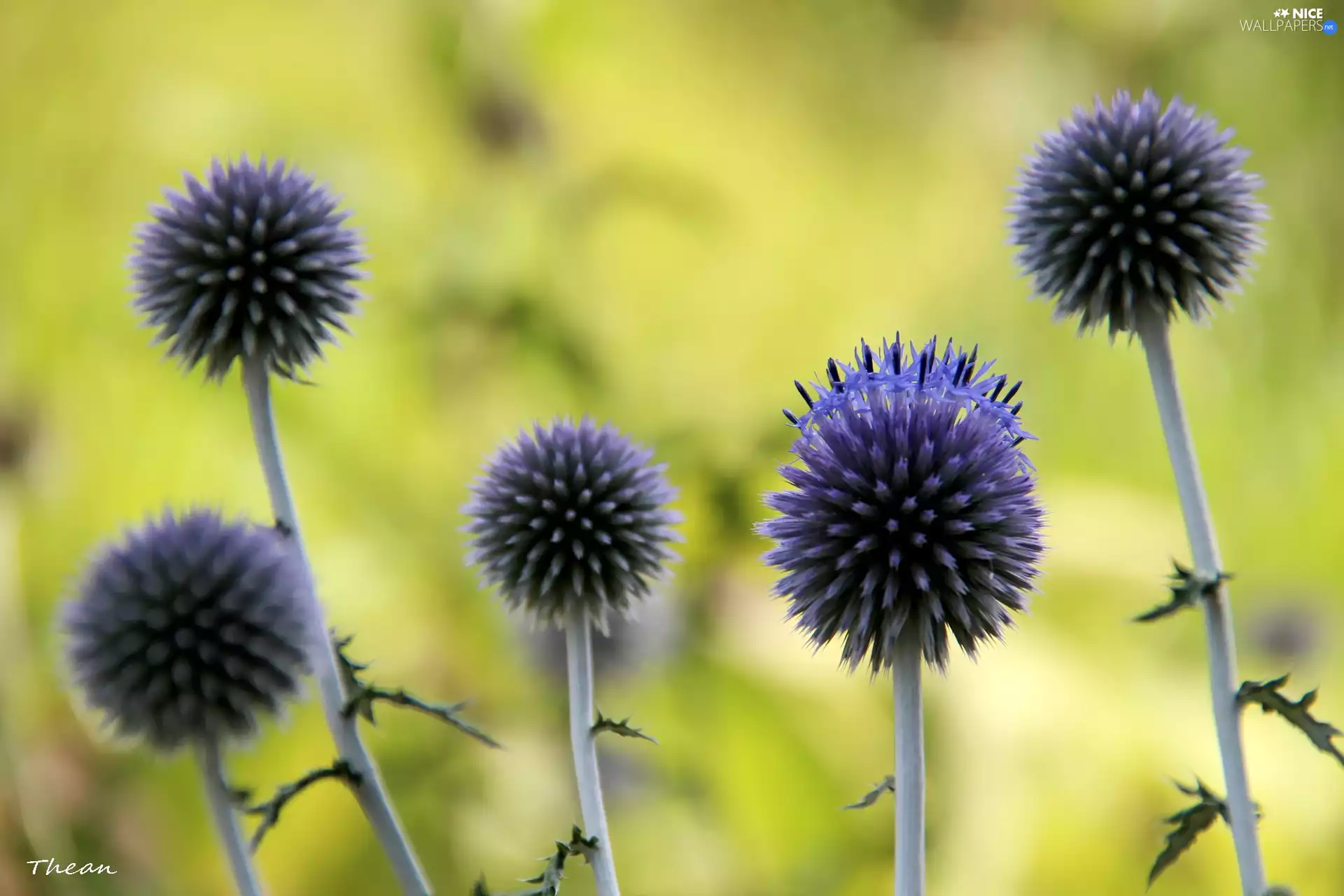 Violet, Echinops Ritro