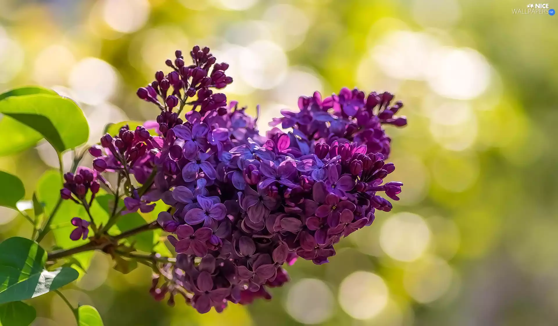 Leaf, blurry background, Violet, without, twig