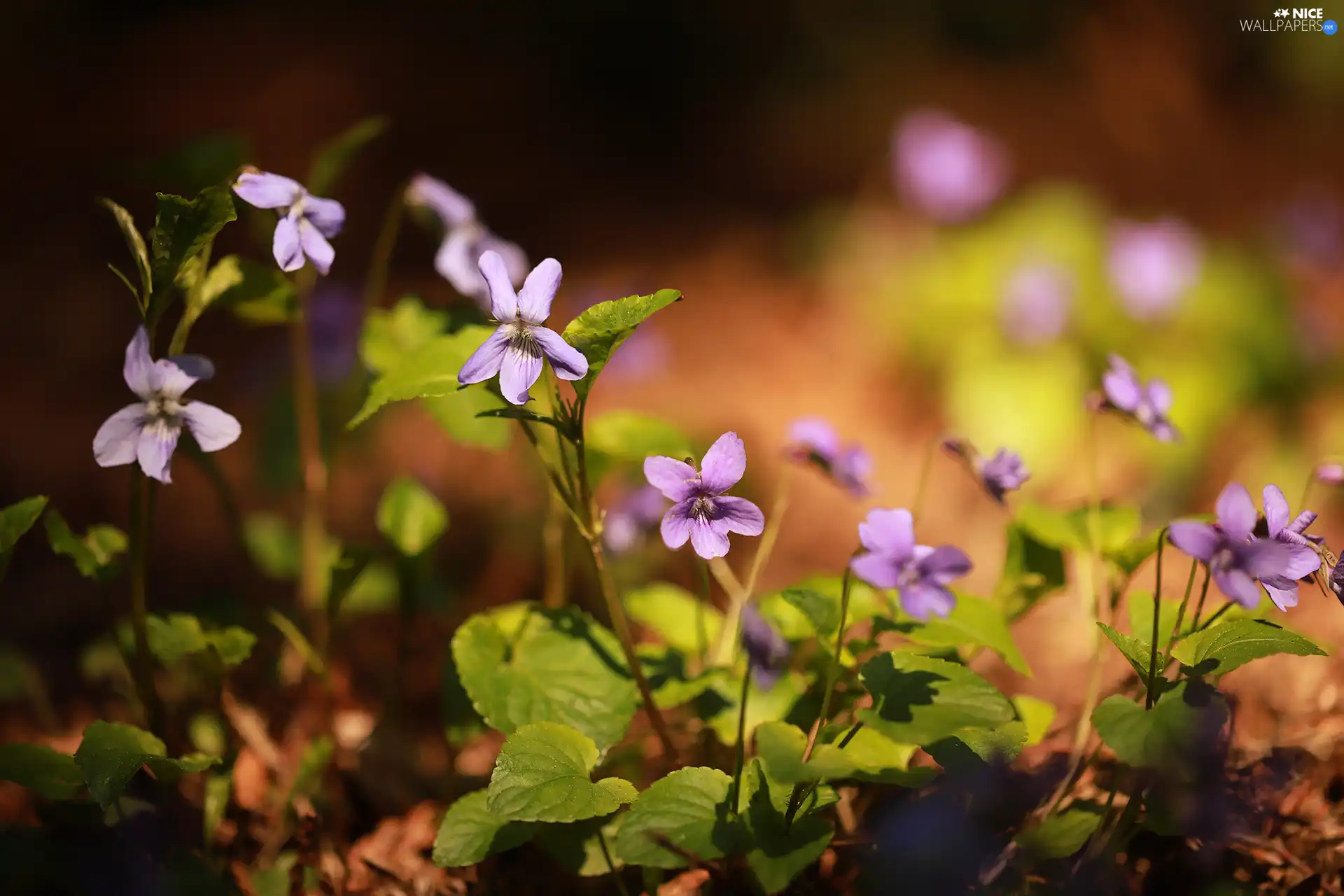 Flowers, lilac, fragrant violets