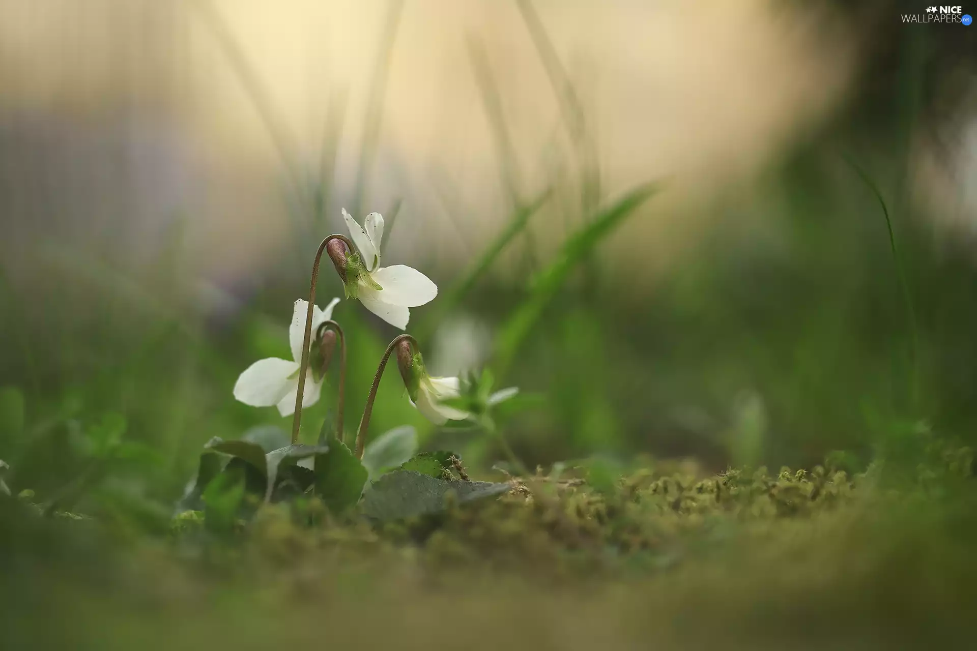 Flowers, White, fragrant violets