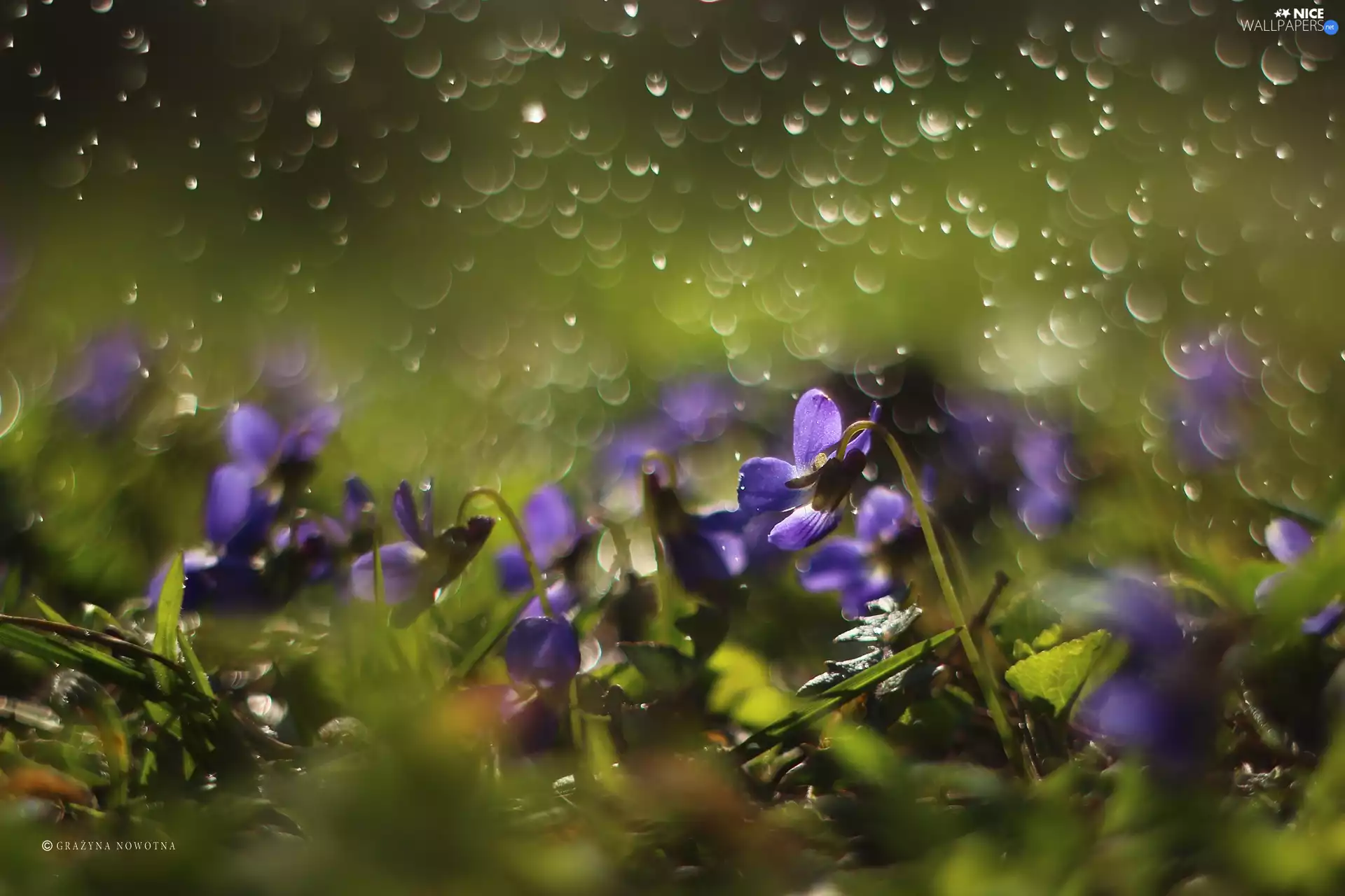 fragrant violets, Flowers, Bokeh, purple