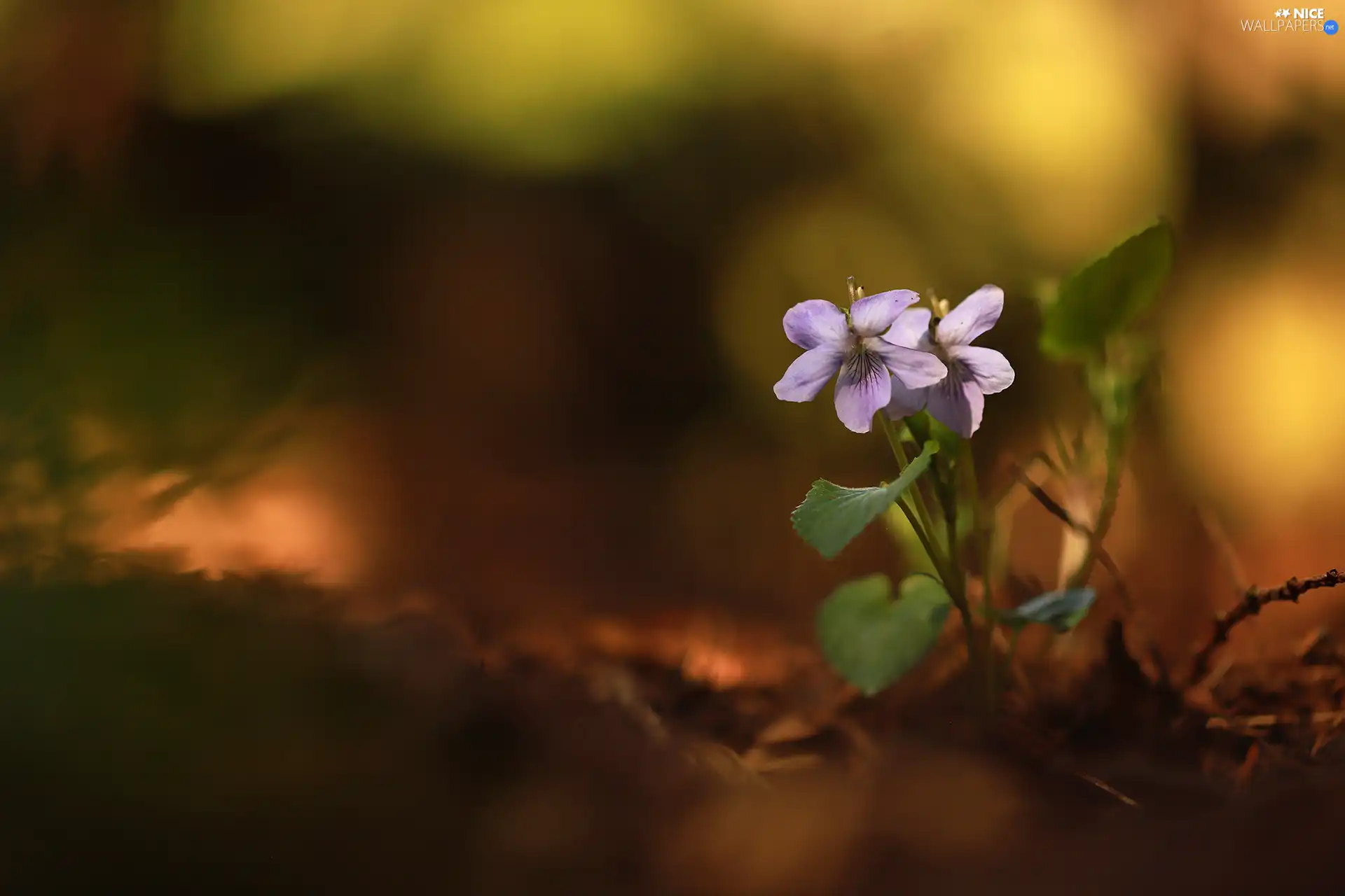 Two cars, fragrant violets, Flowers, purple