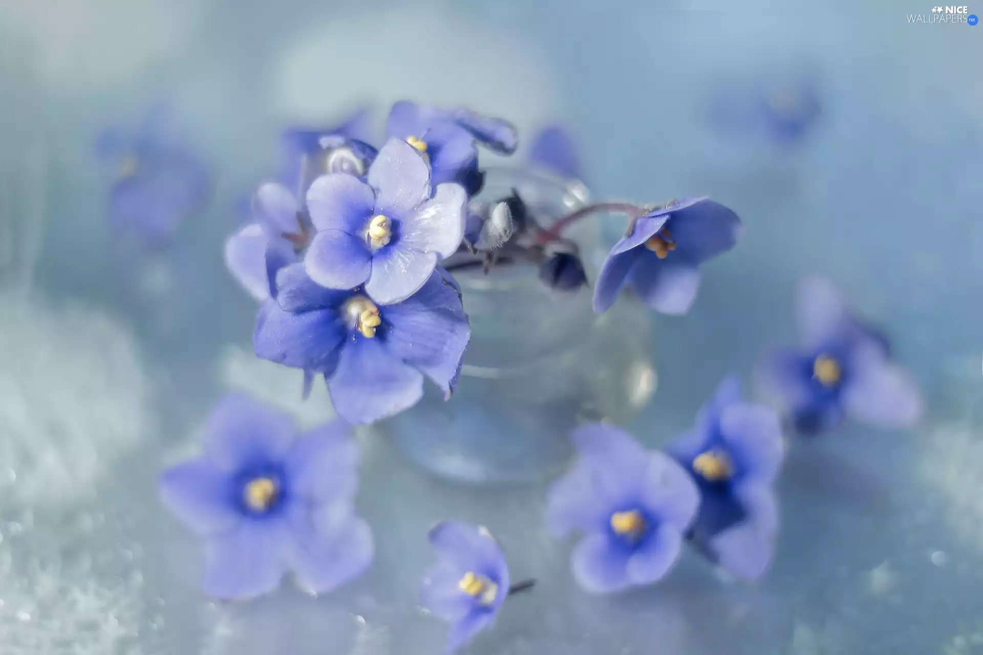 Flowers, vase, African Violets, Blue, Sepolia