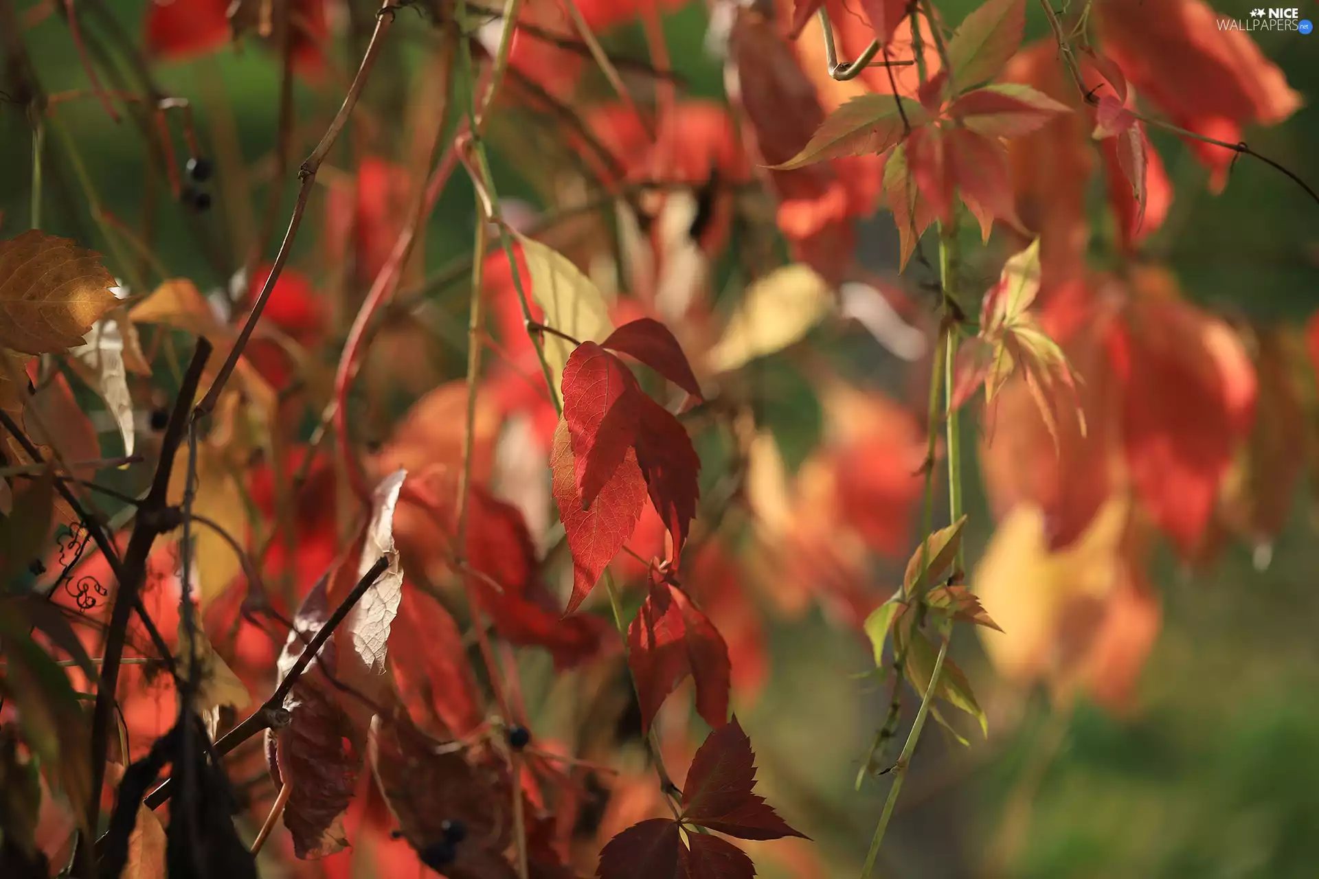 Red, Virginia Creeper, Woodbine, Leaf