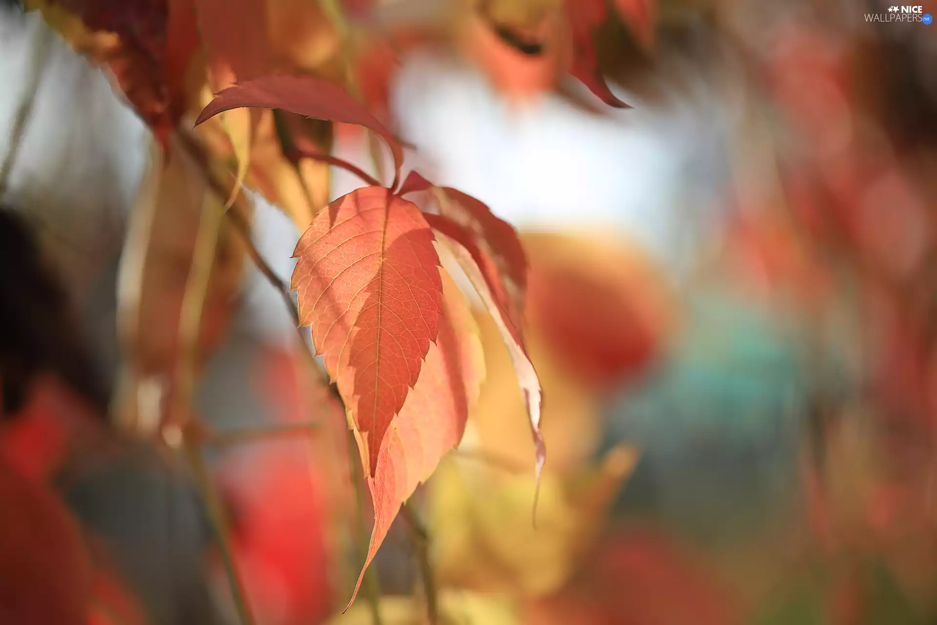 Woodbine, rapprochement, Leaf, Virginia Creeper, Red