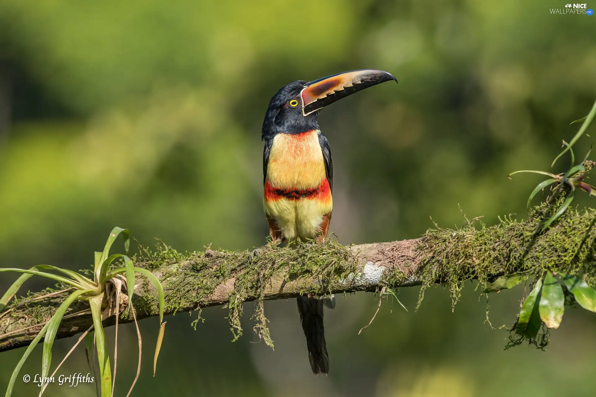 branch, Plants, Arasari Visit poster, Bird, Toucan