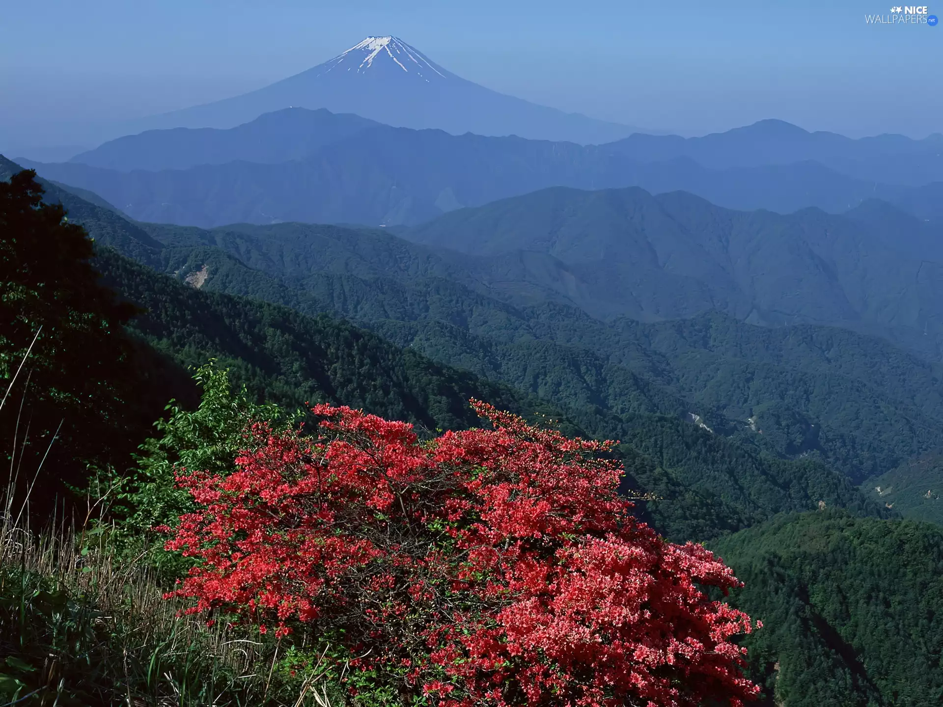 Mountains, volcano, floral, woods, Bush
