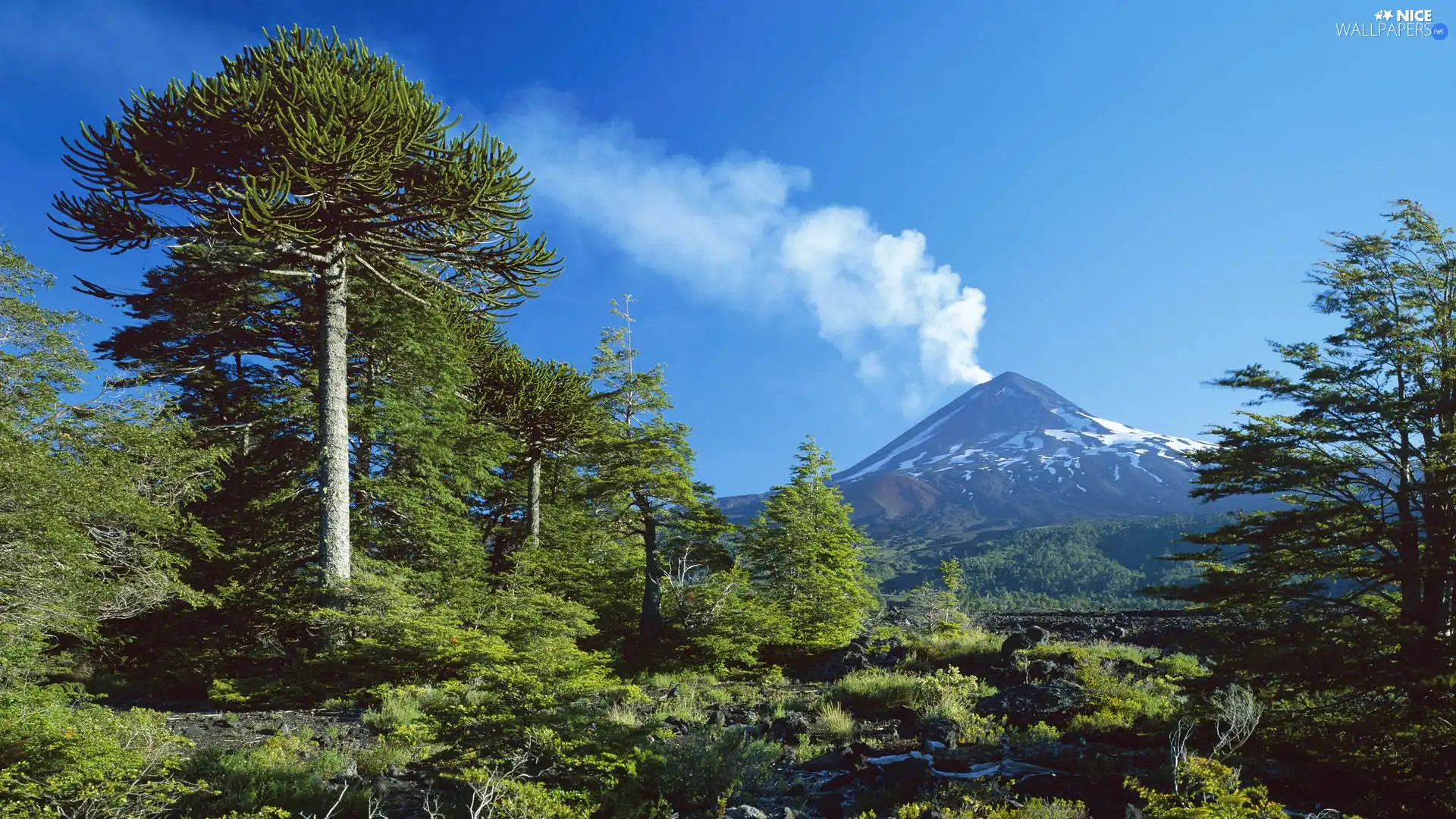 trees, mountains, volcano, viewes