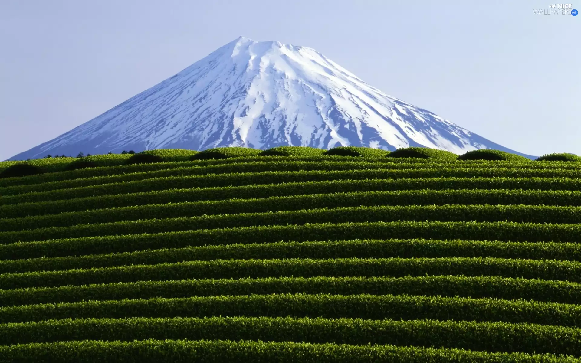 volcano, VEGETATION