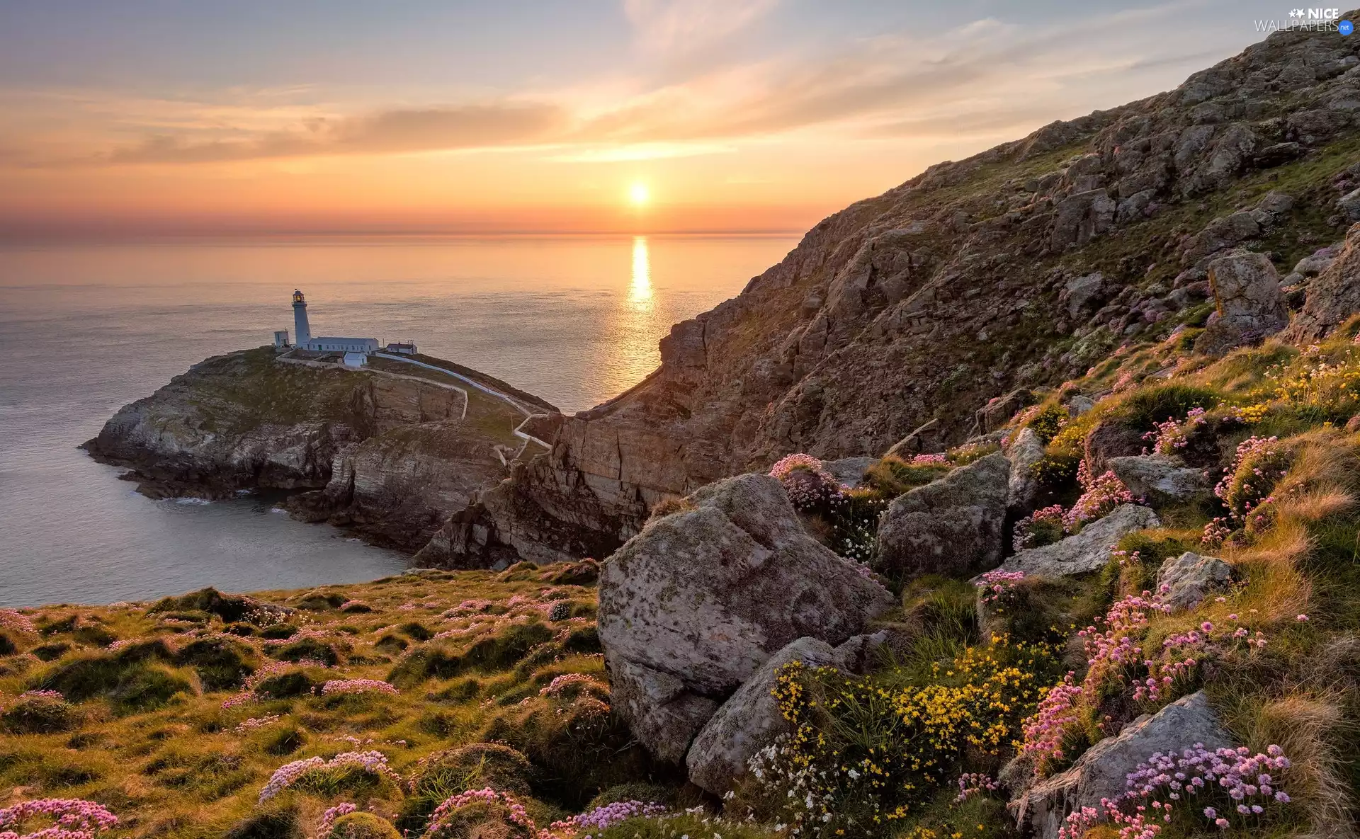 Irish Sea, South Stack Island, Sunrise, South Stack Lighthouse, wales, rocks, Flowers
