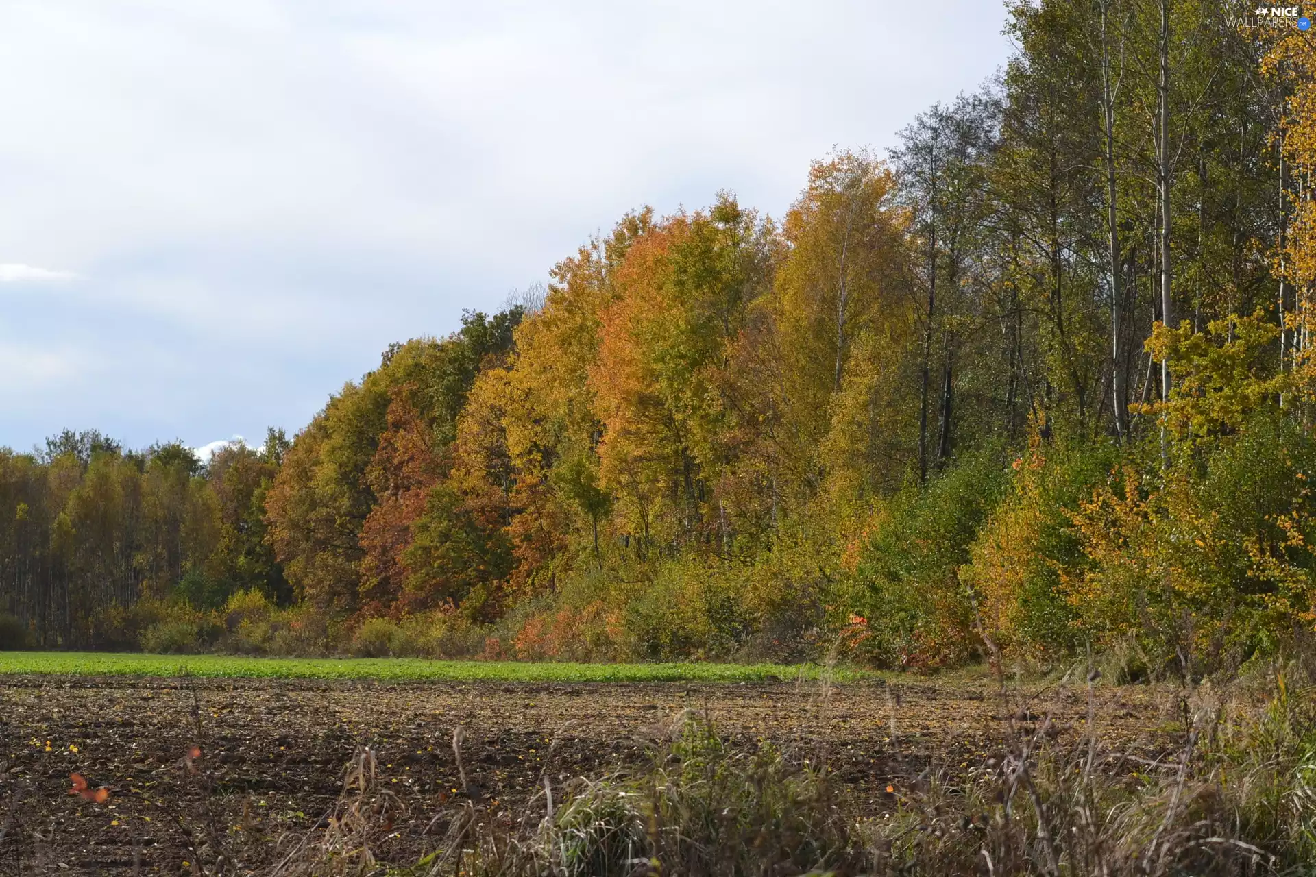 autumn, forest, Field, wall