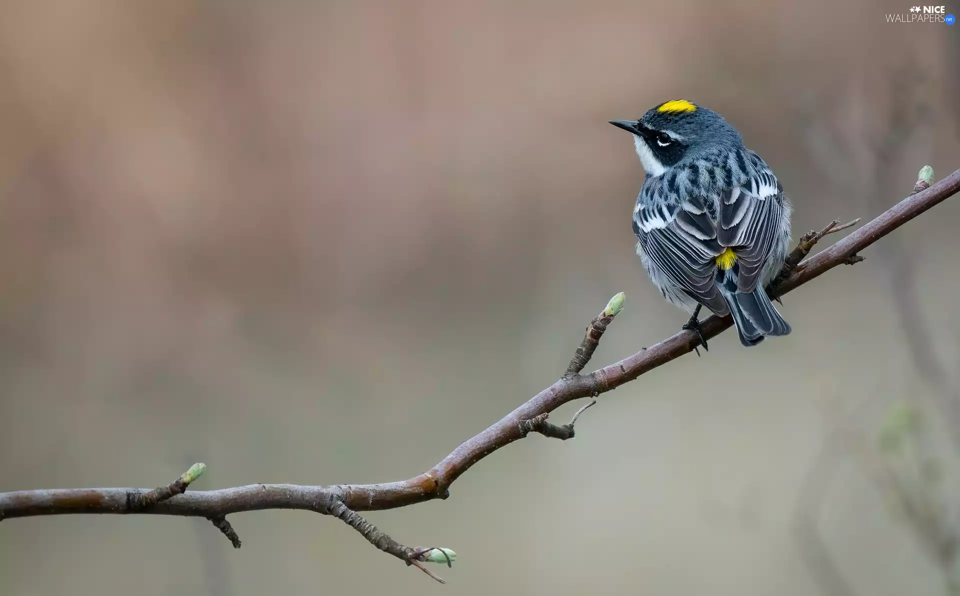 twig, Warbler, Myrtle warbler, Bird