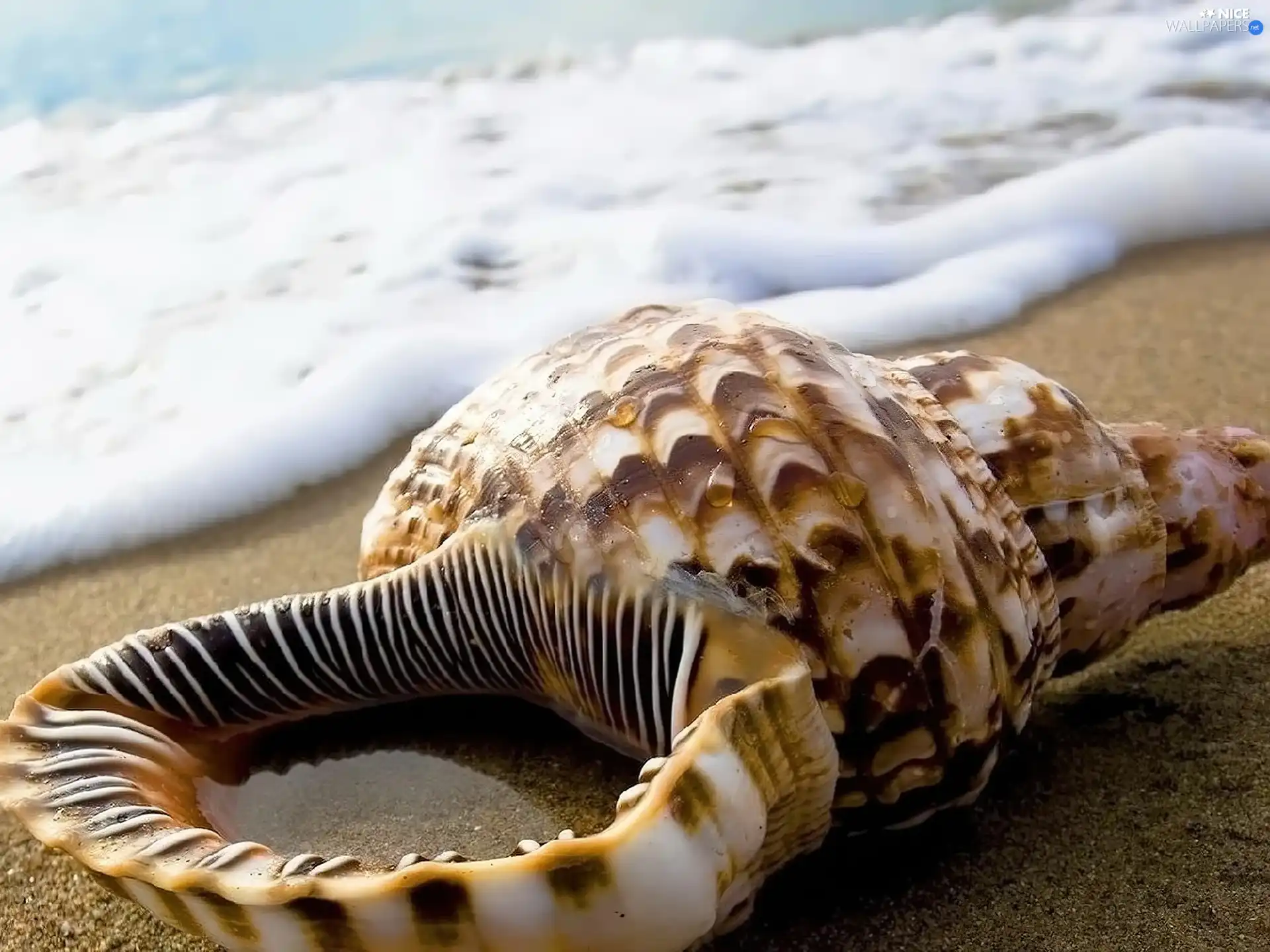 water, shell, Beaches