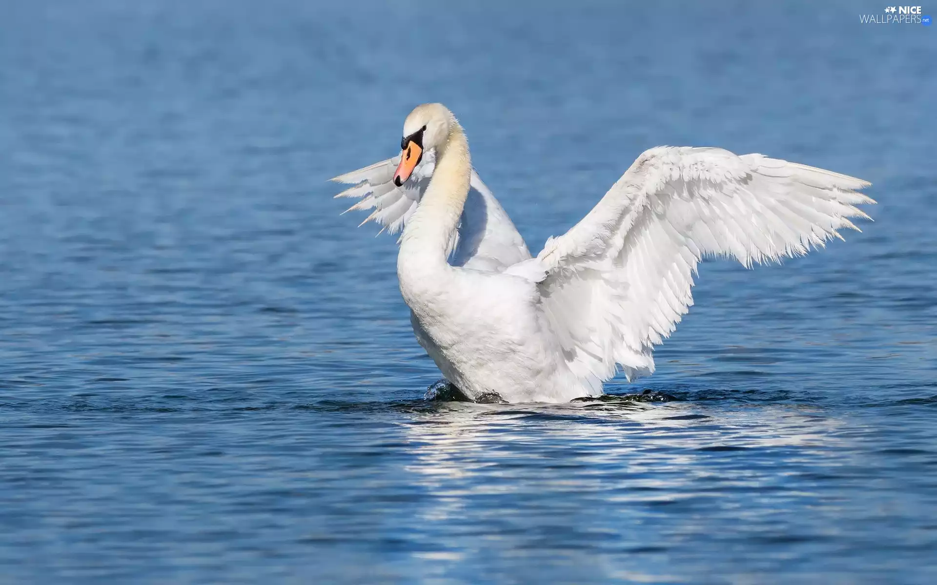 Swans, White, wings, water, spread, Bird