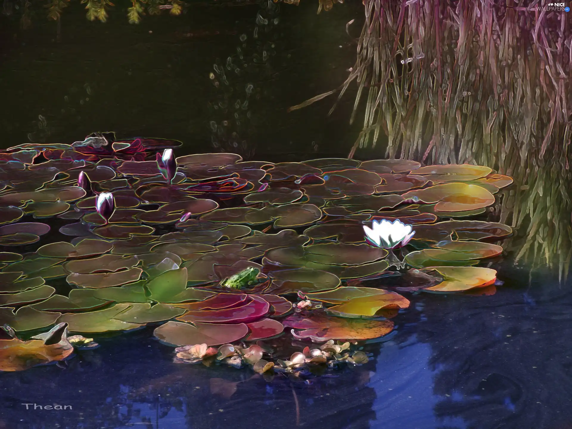 Pond - car, Lily, water