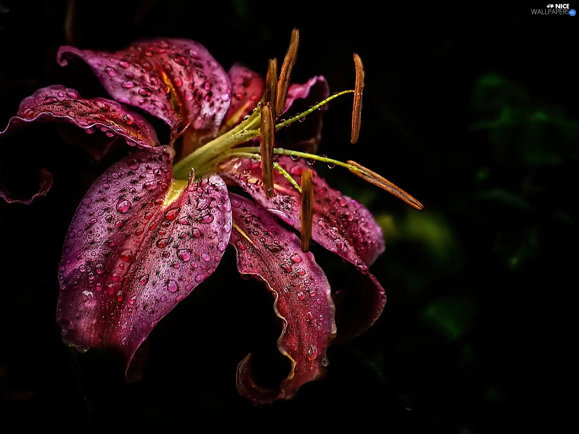 Claret, drops, water, Lily