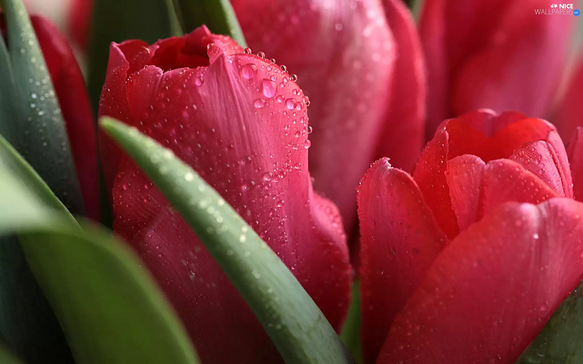 drops, water, Collapsed, flakes, Tulips