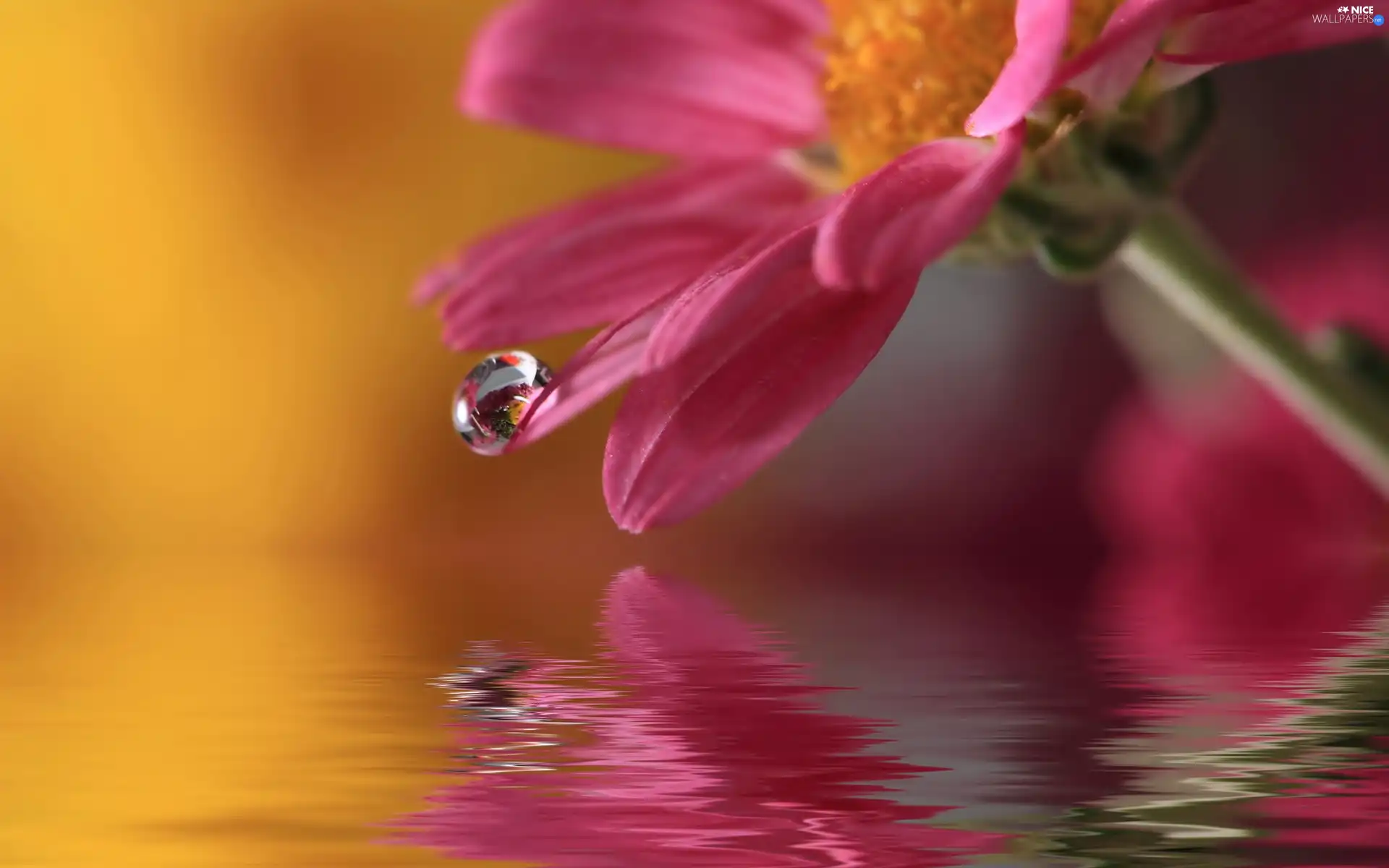 Close, drop, water, Colourfull Flowers