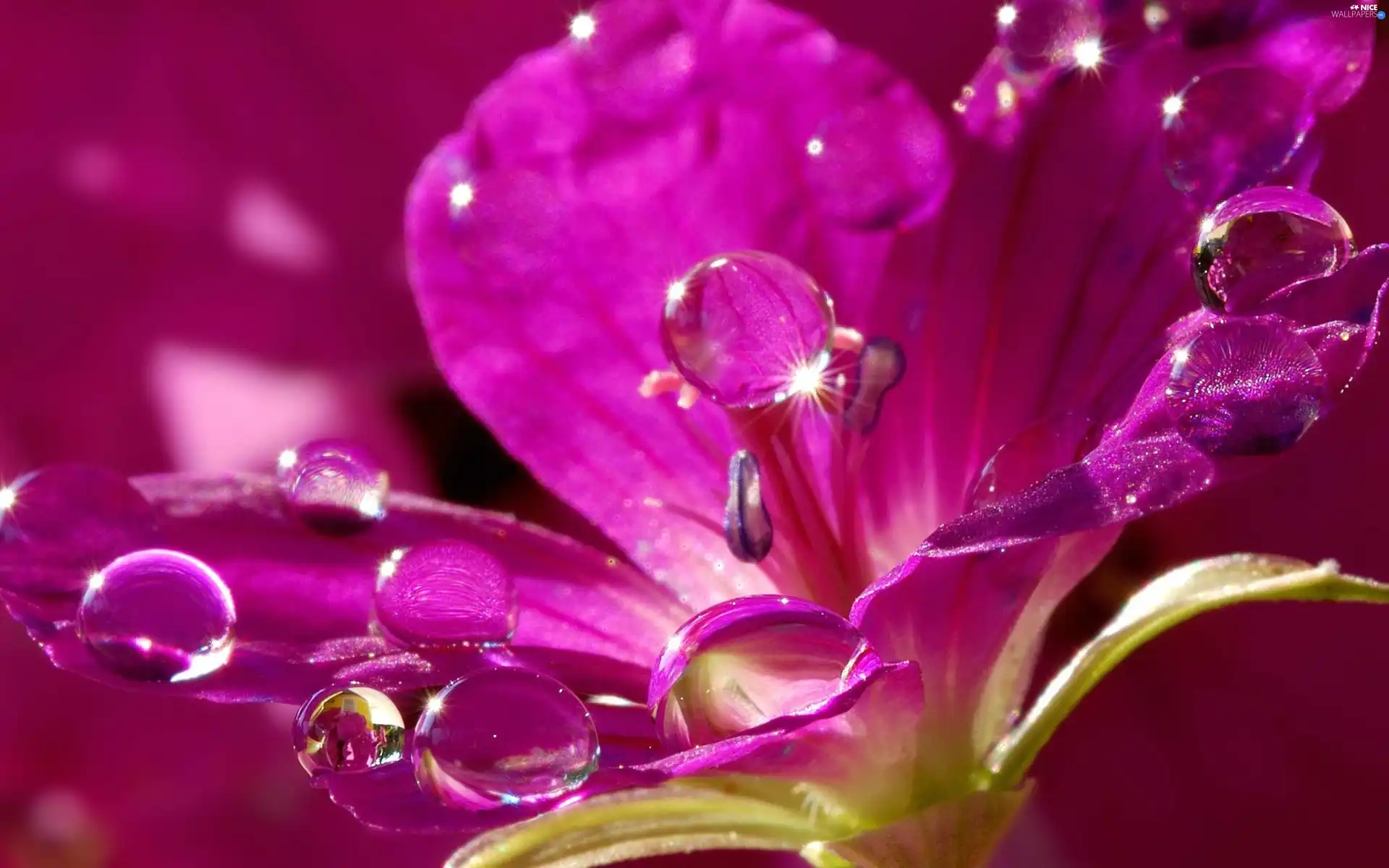 Violet, drops, water, Colourfull Flowers