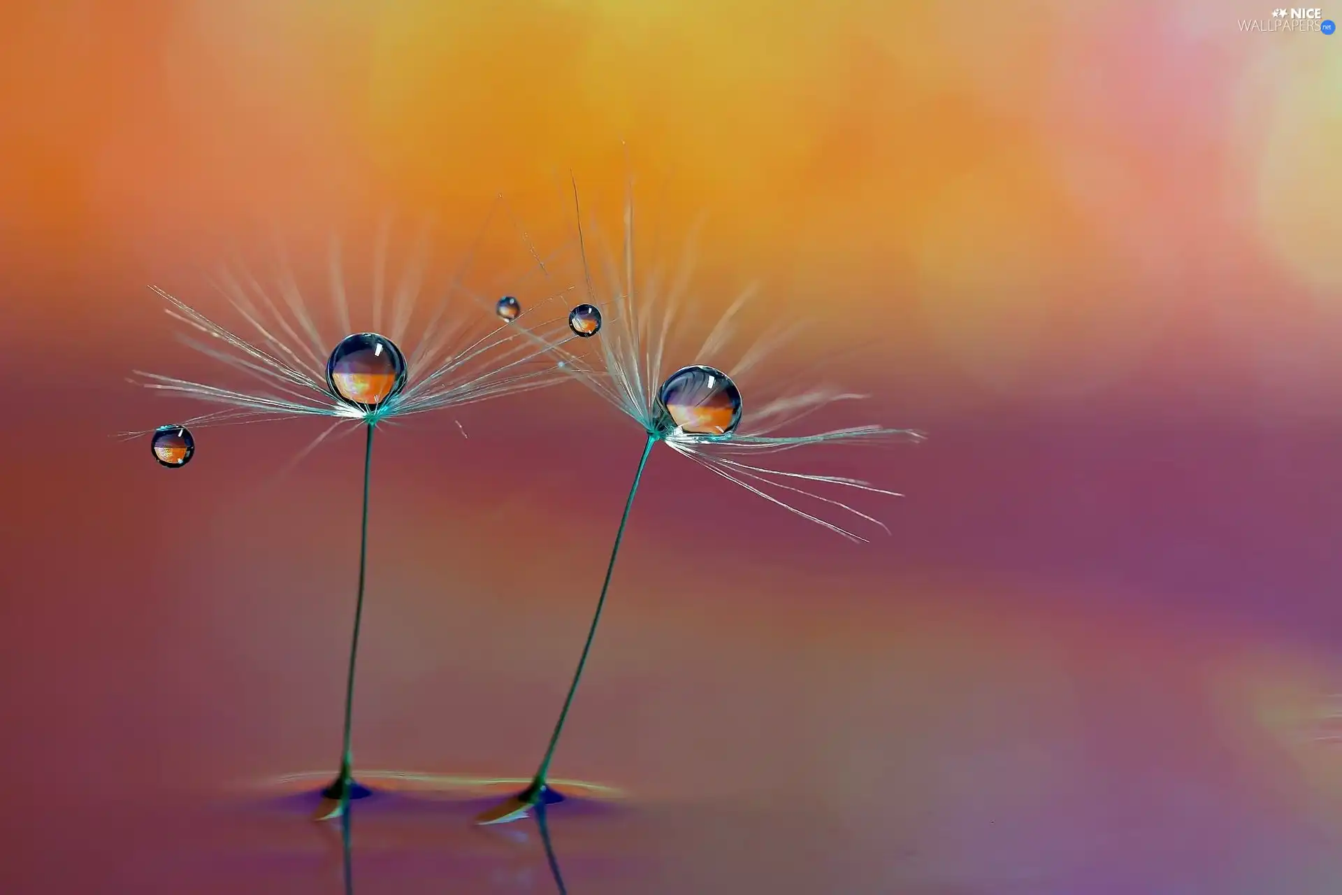 dandelions, water, Close, drops