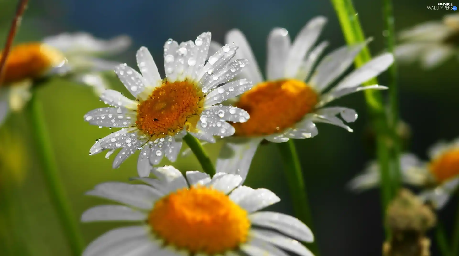 water, daisy, drops