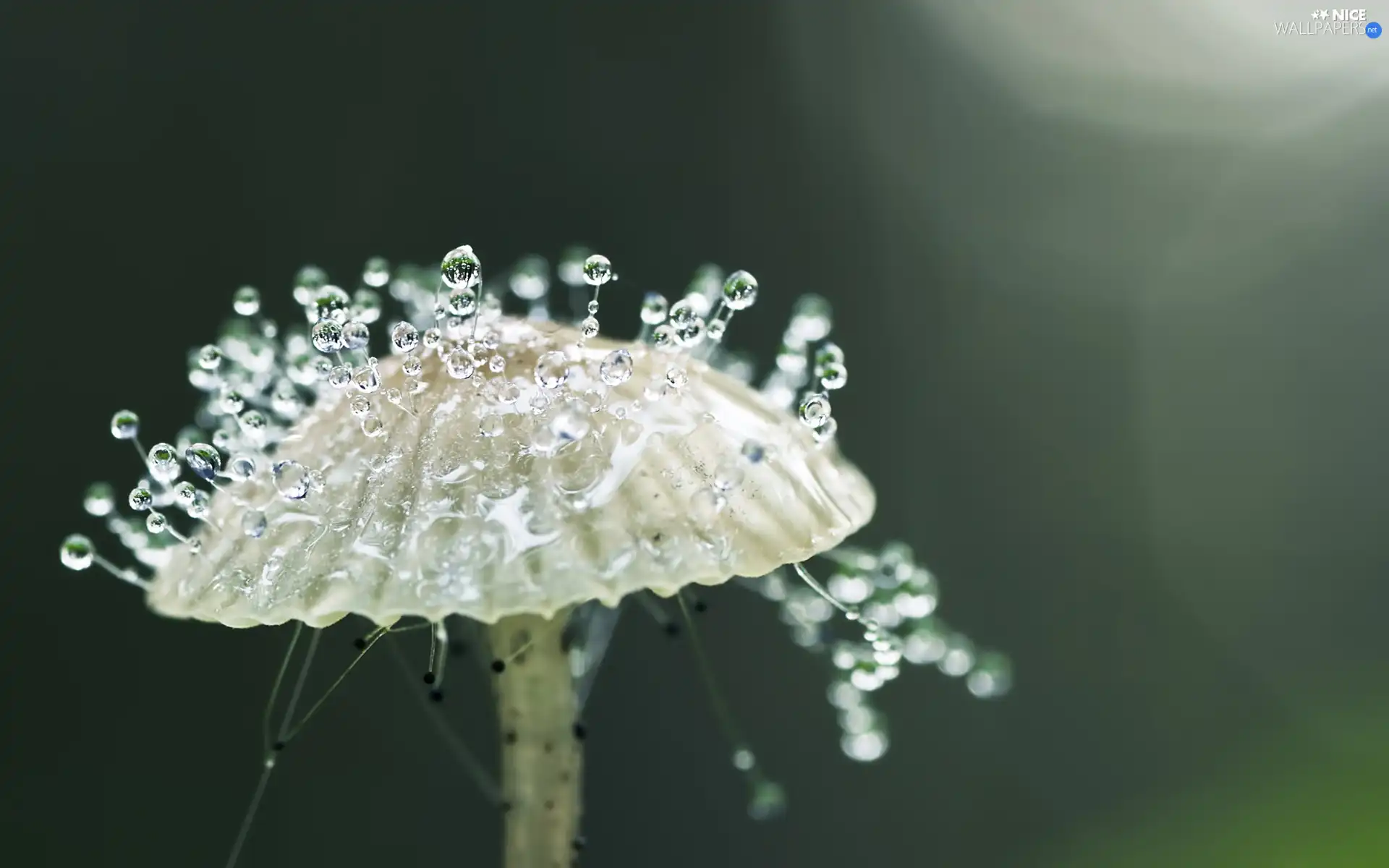 water, Mushrooms, drops