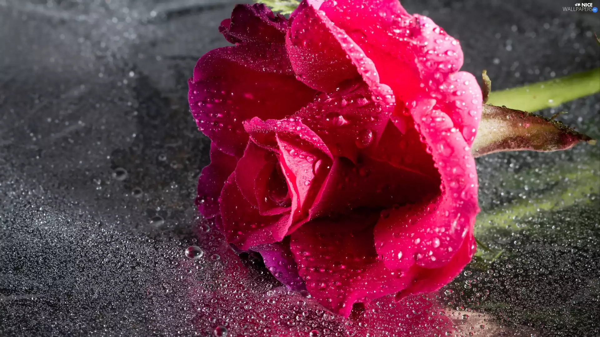 water, rose, drops