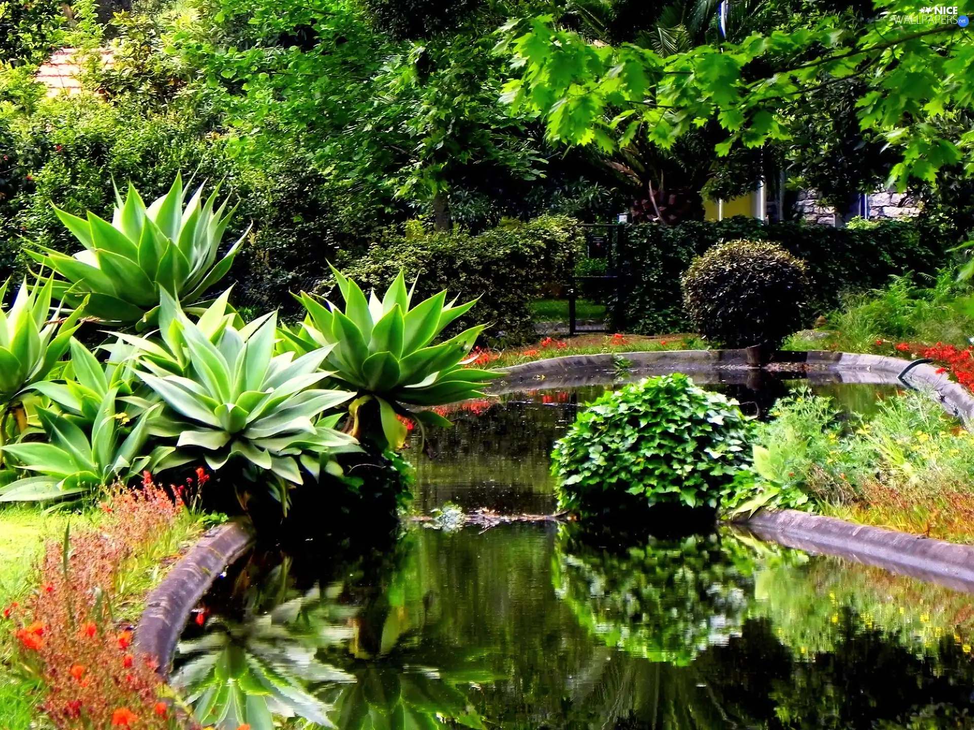 exotic, eye, water, Garden