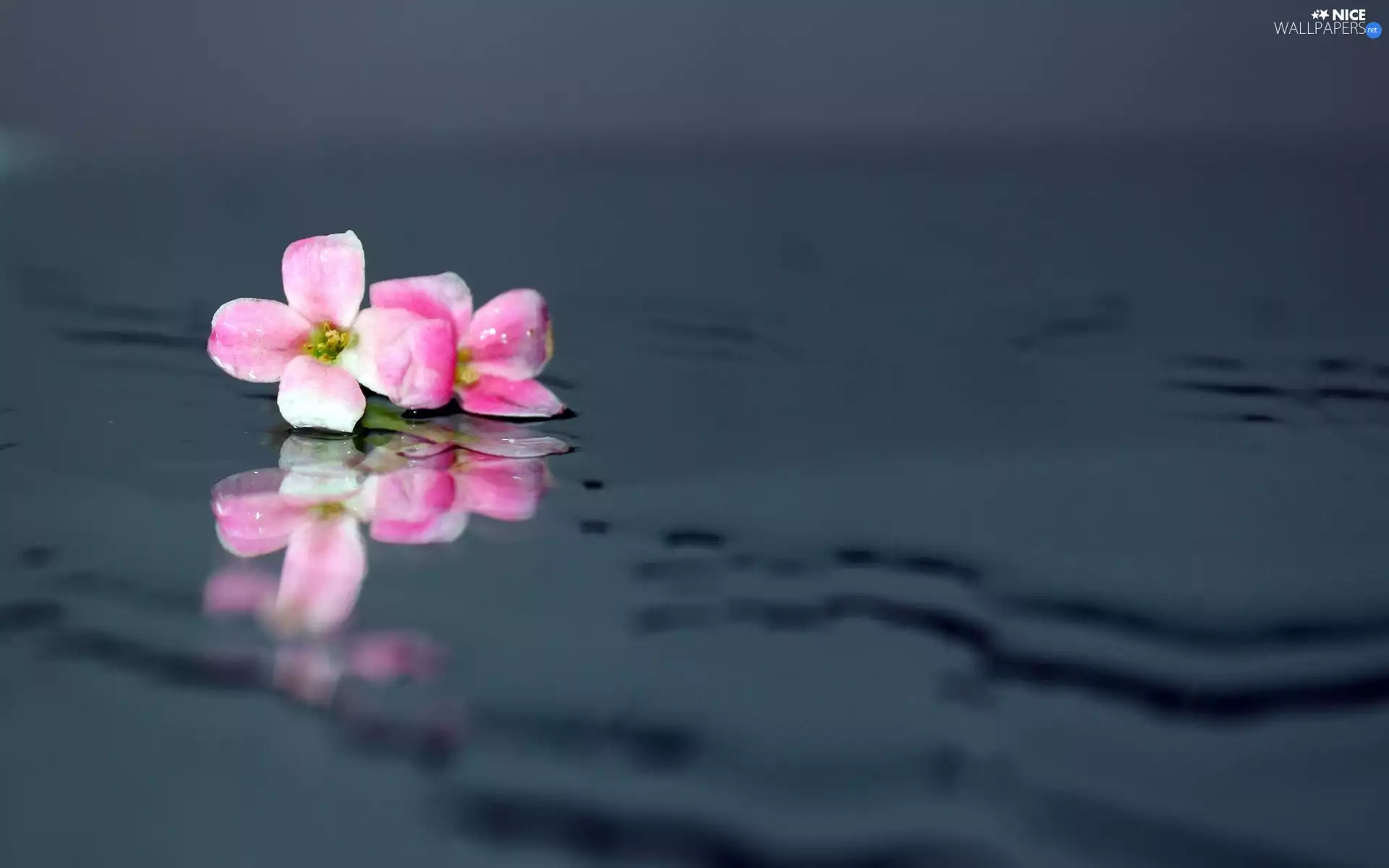 water, Pink, Flower