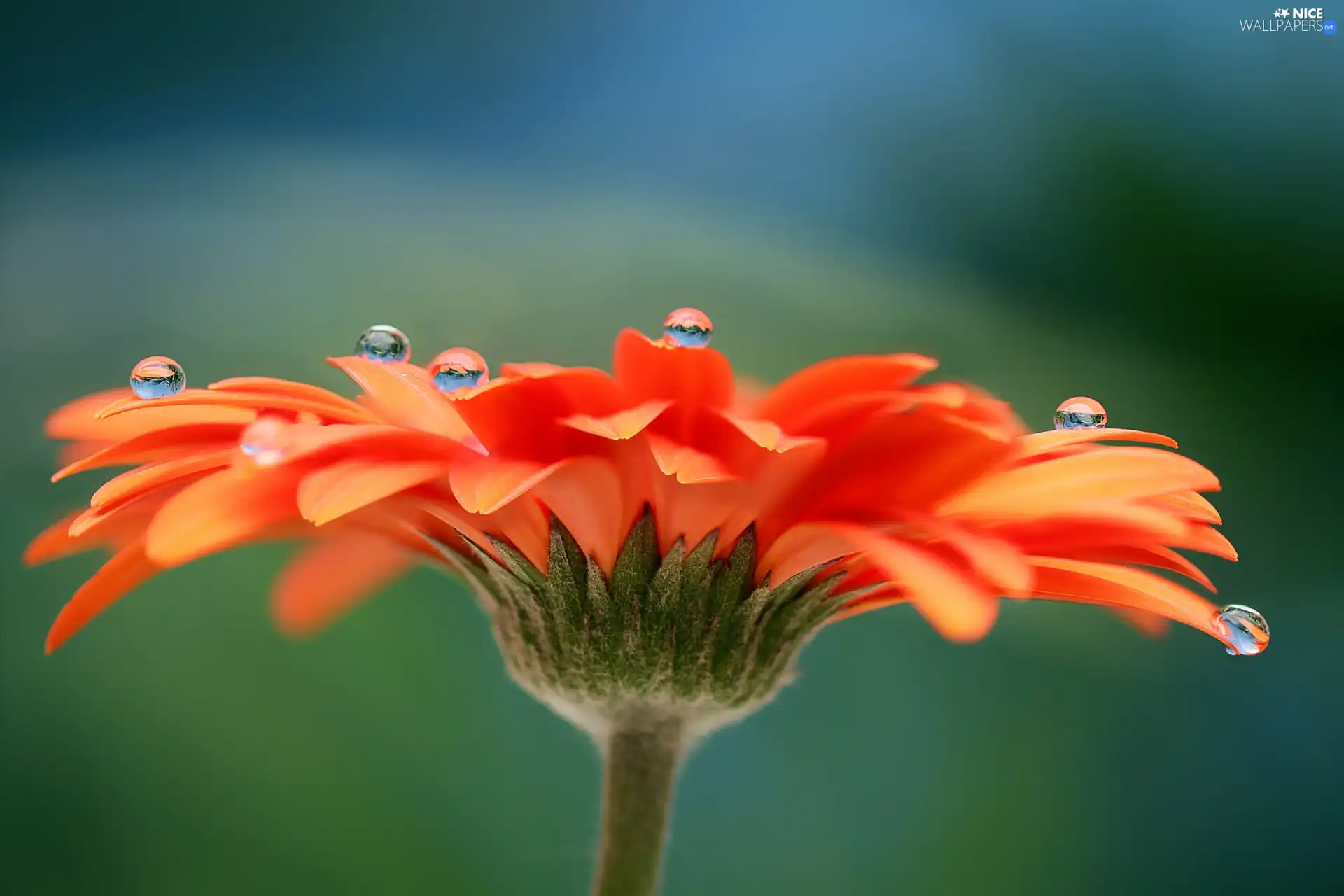 Colourfull Flowers, drops, water, Gerber