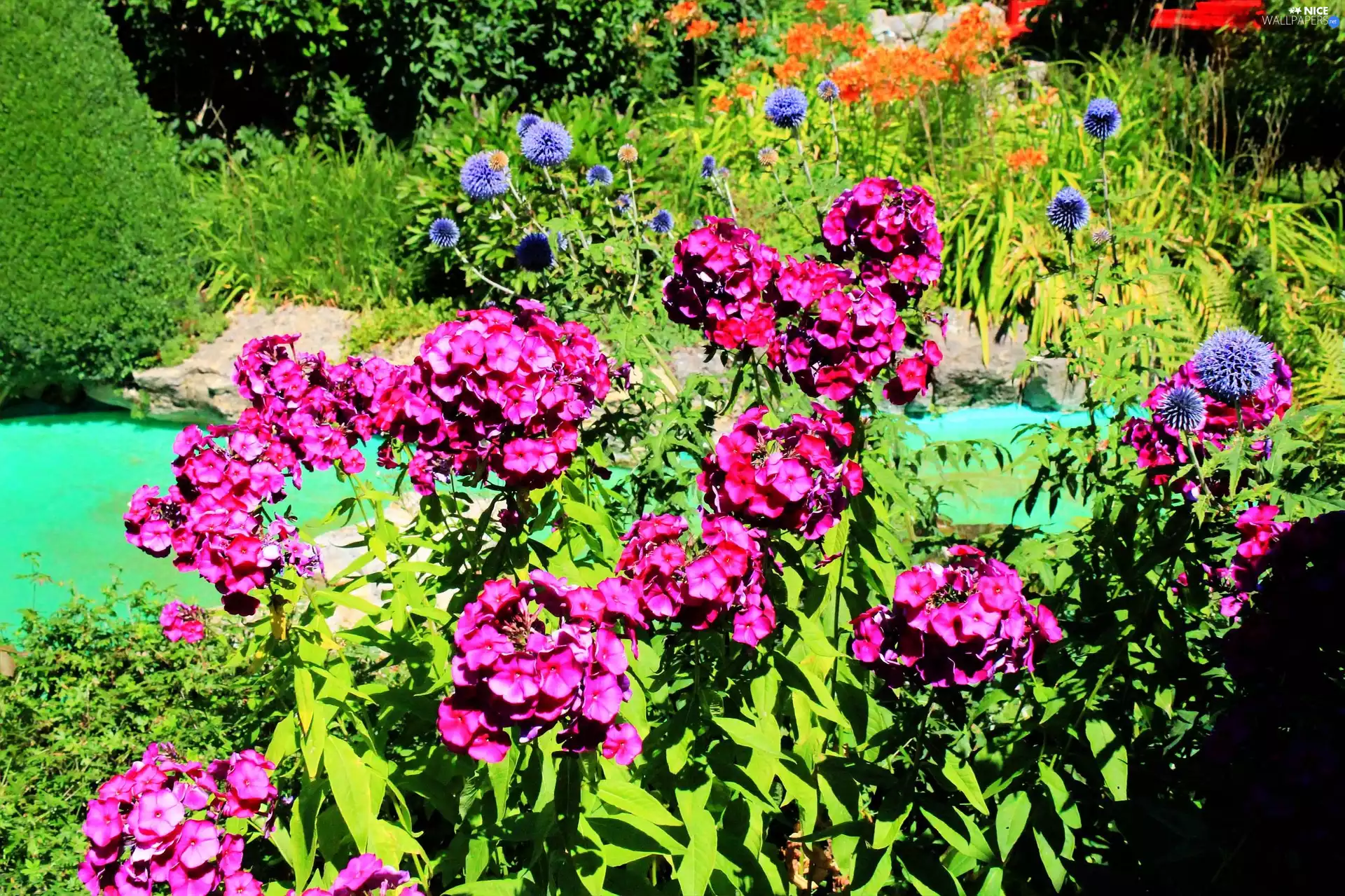water, Garden, Flowers