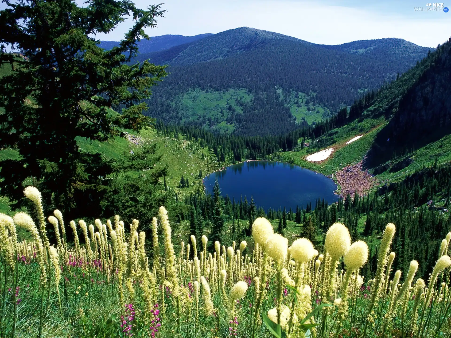 water, Mountains, Flowers