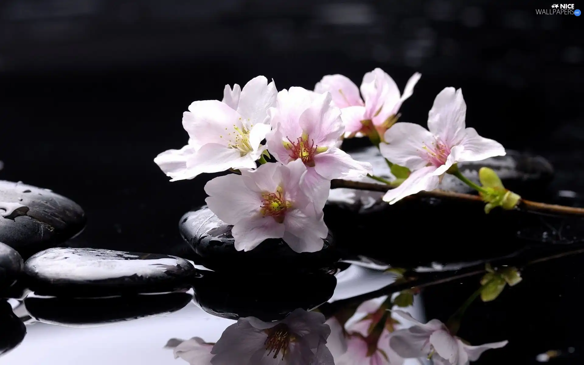 Flowers, Stones, water, Magnolii