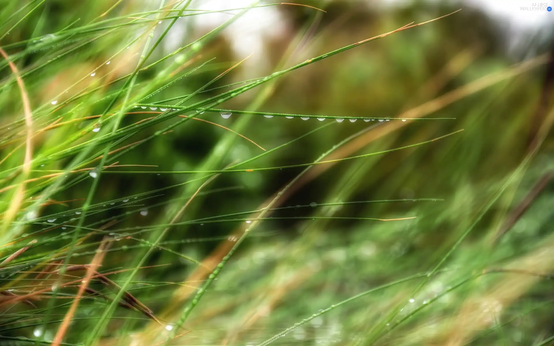 grass, drops, water, blades