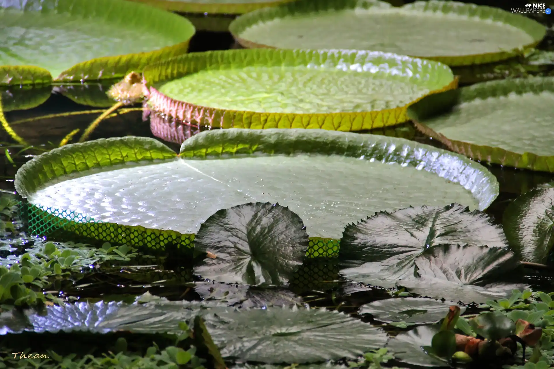 Great, an, water, Leaf