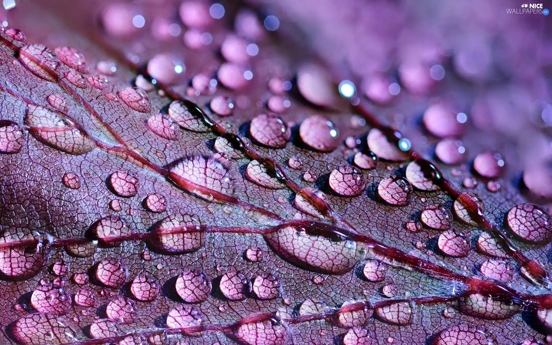 leaf, drops, Close, water