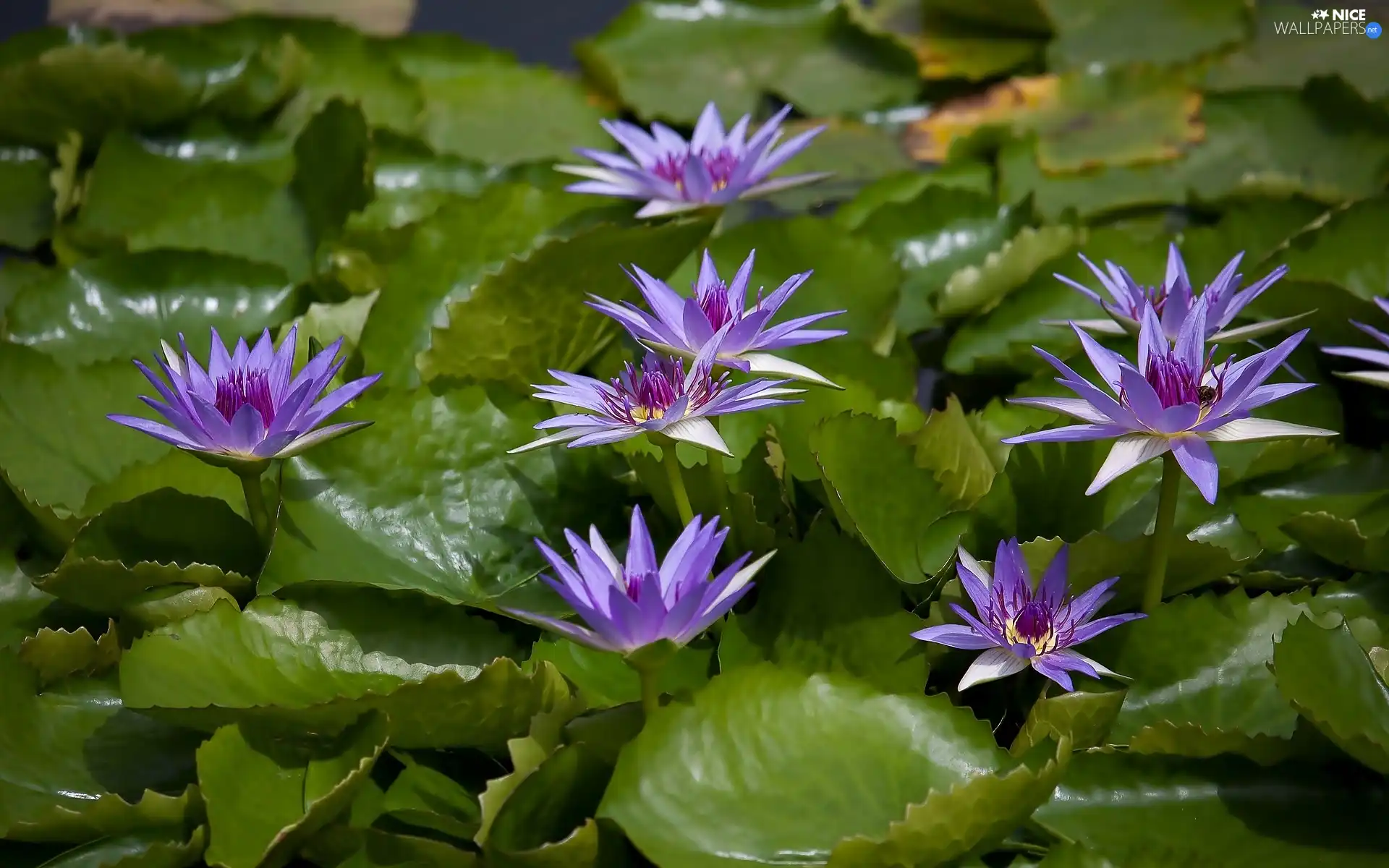 Leaf, purple, Water lilies