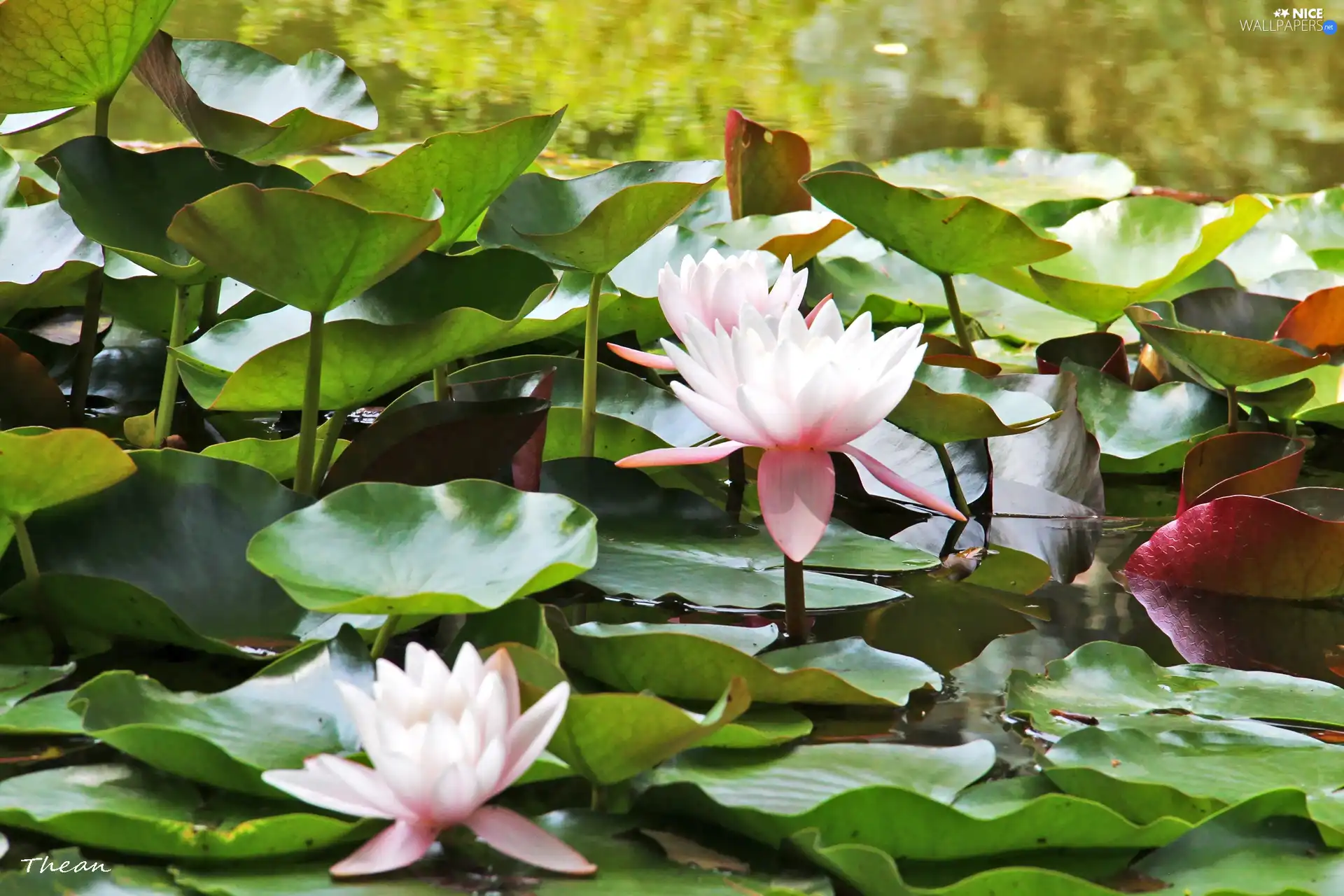 lilies, water