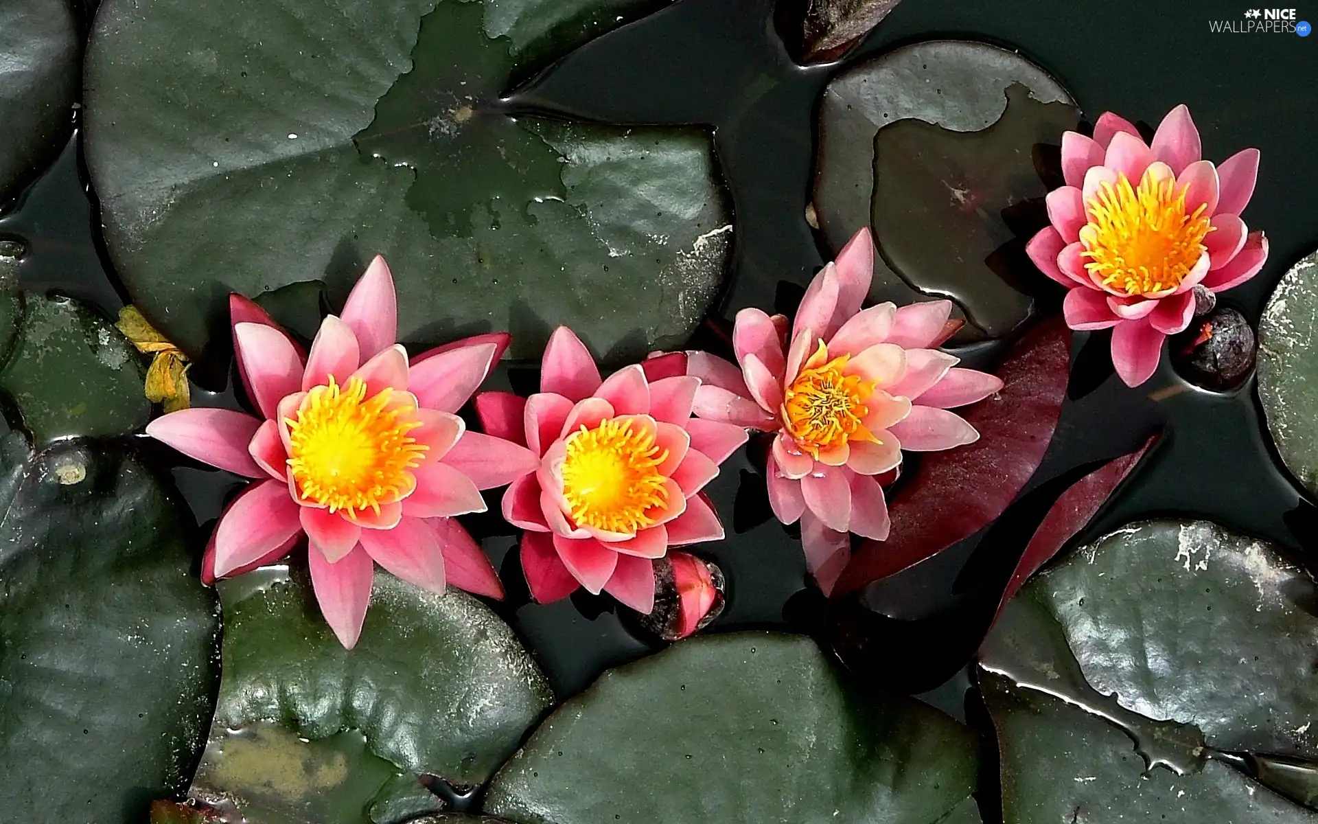 lilies, water