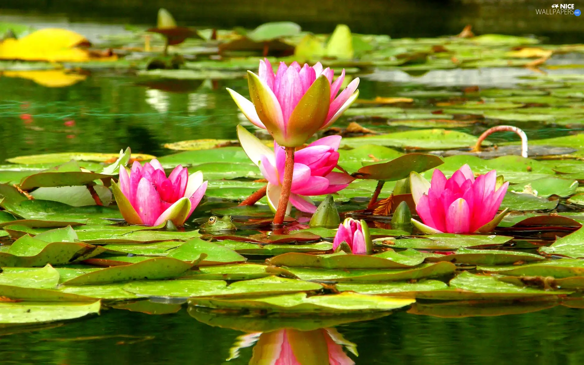 lilies, water