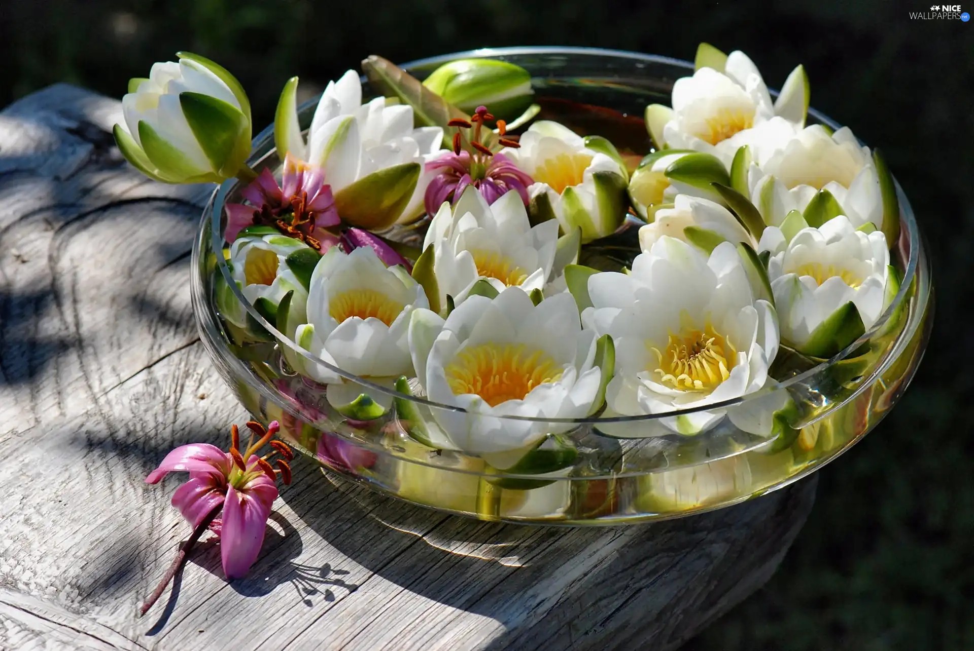 lilies, water