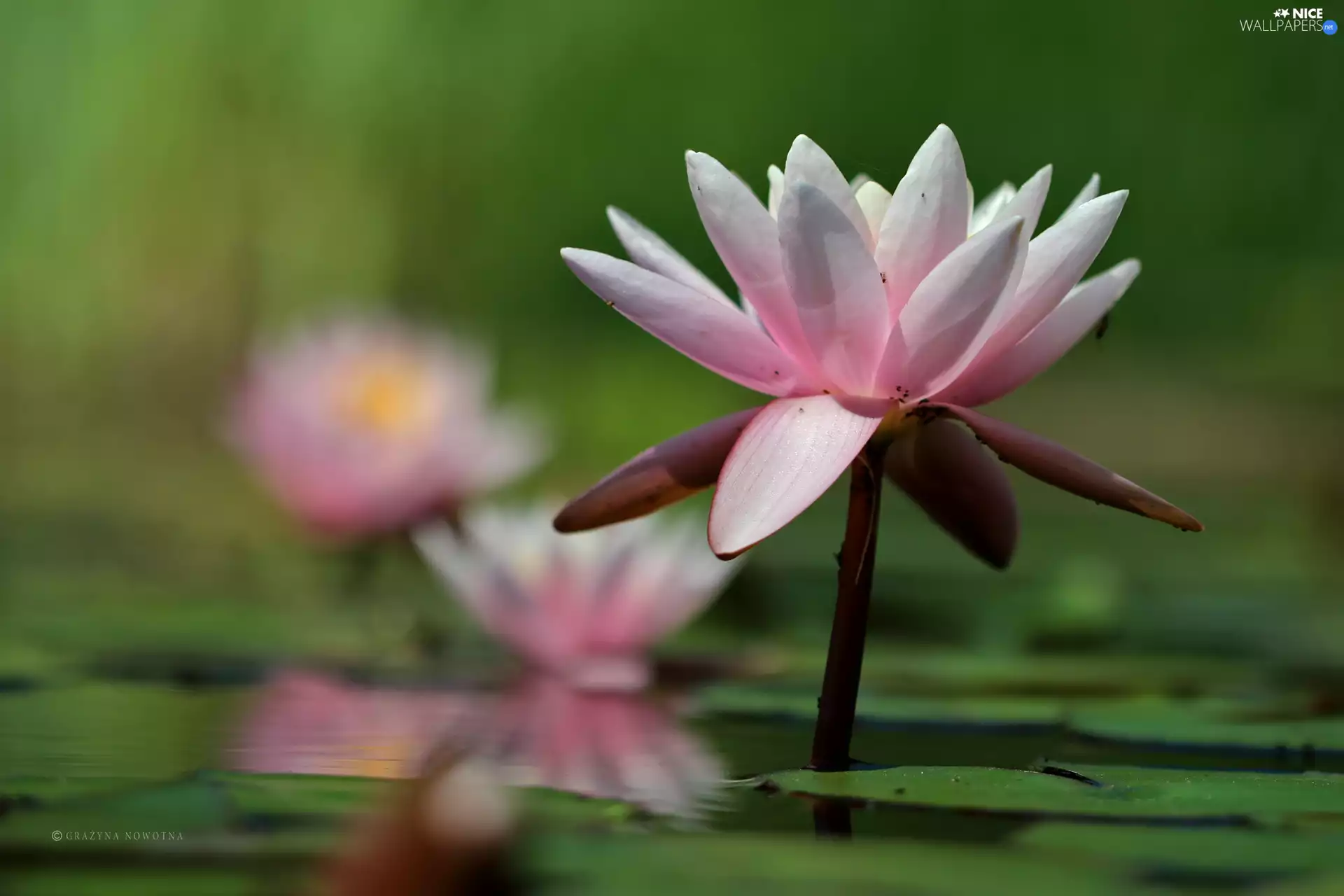 lilies, Nenufary, Flowers, water