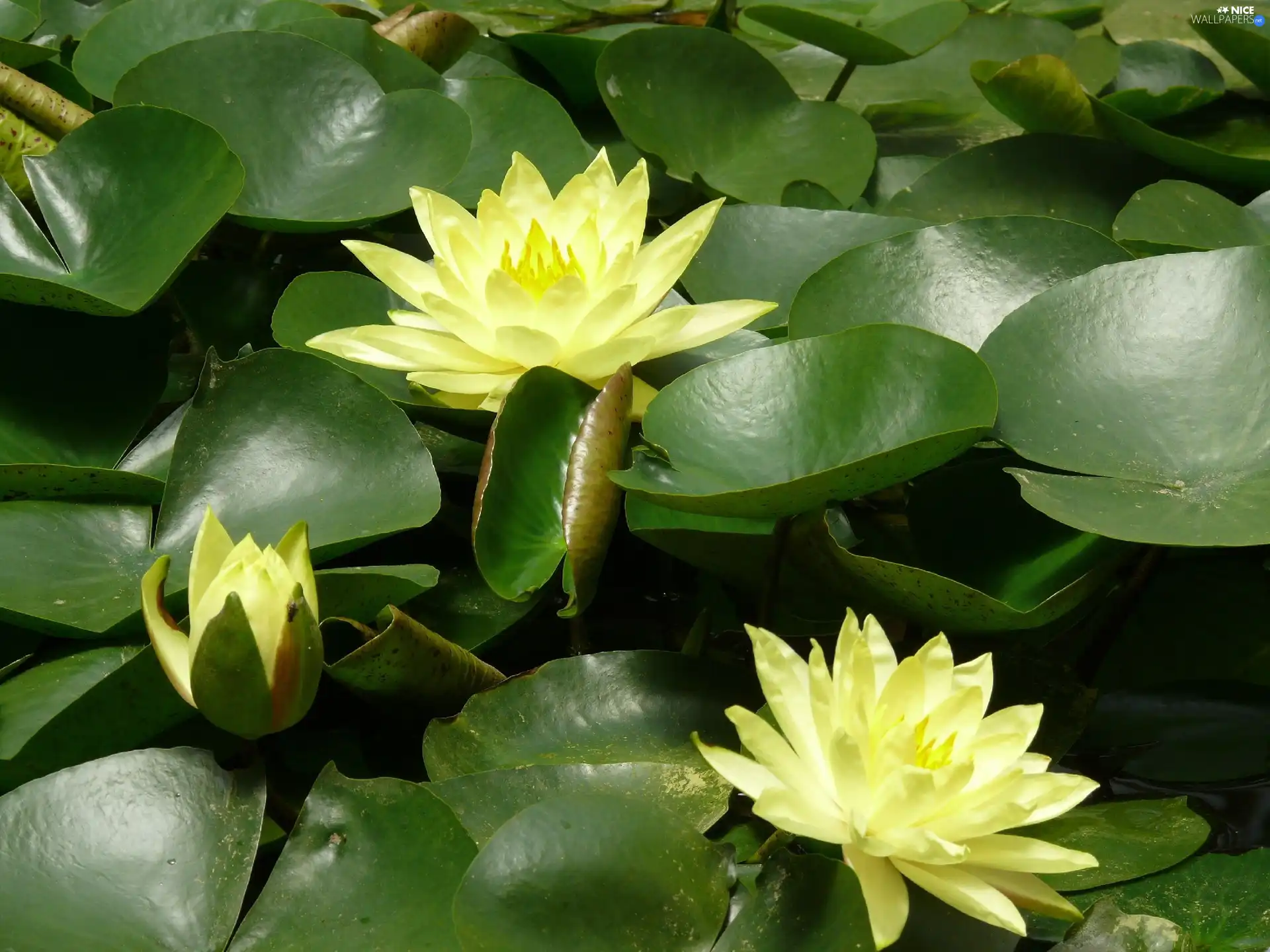 water, Flowers, lilies