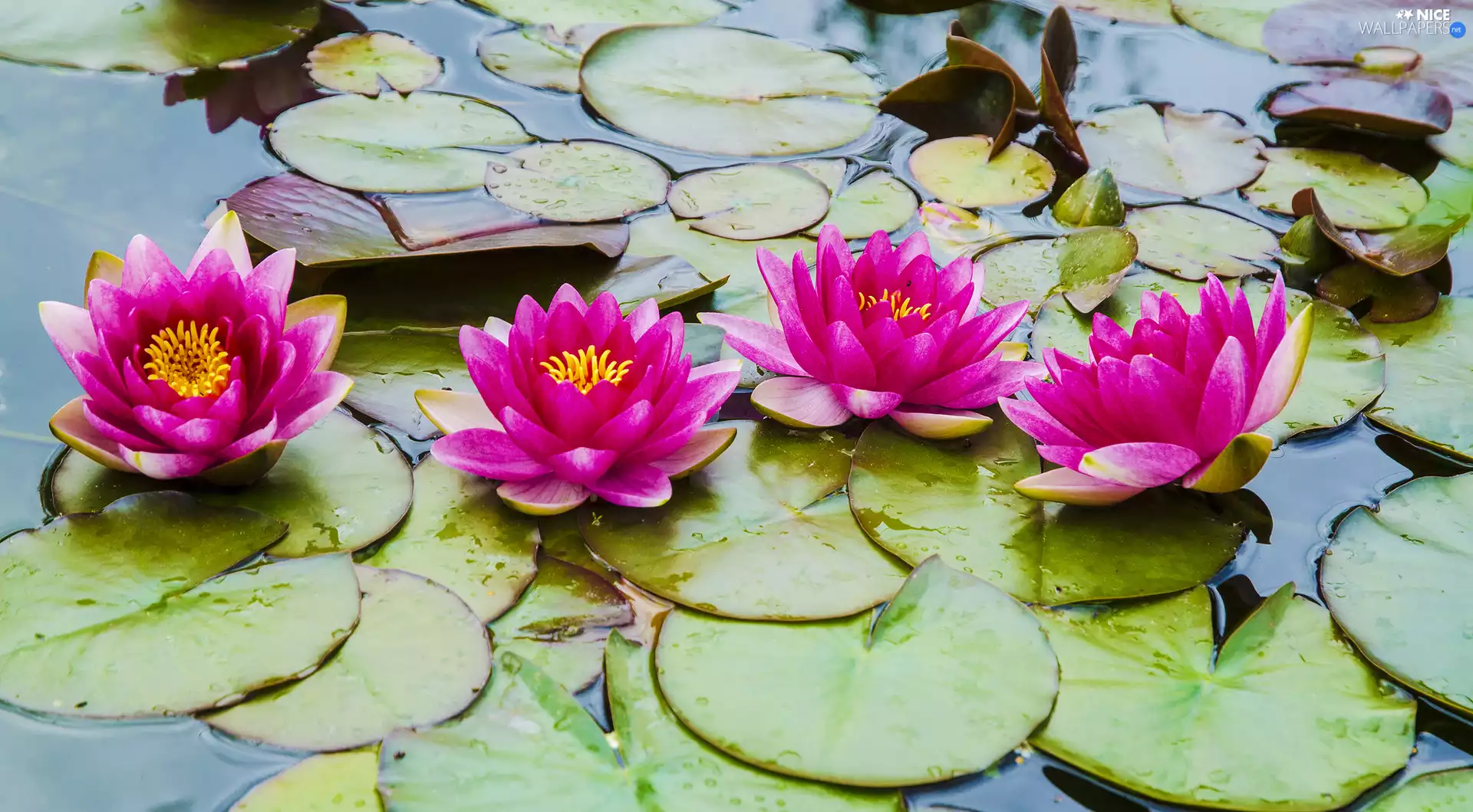 Flowers, Water lilies, Leaf, Pink